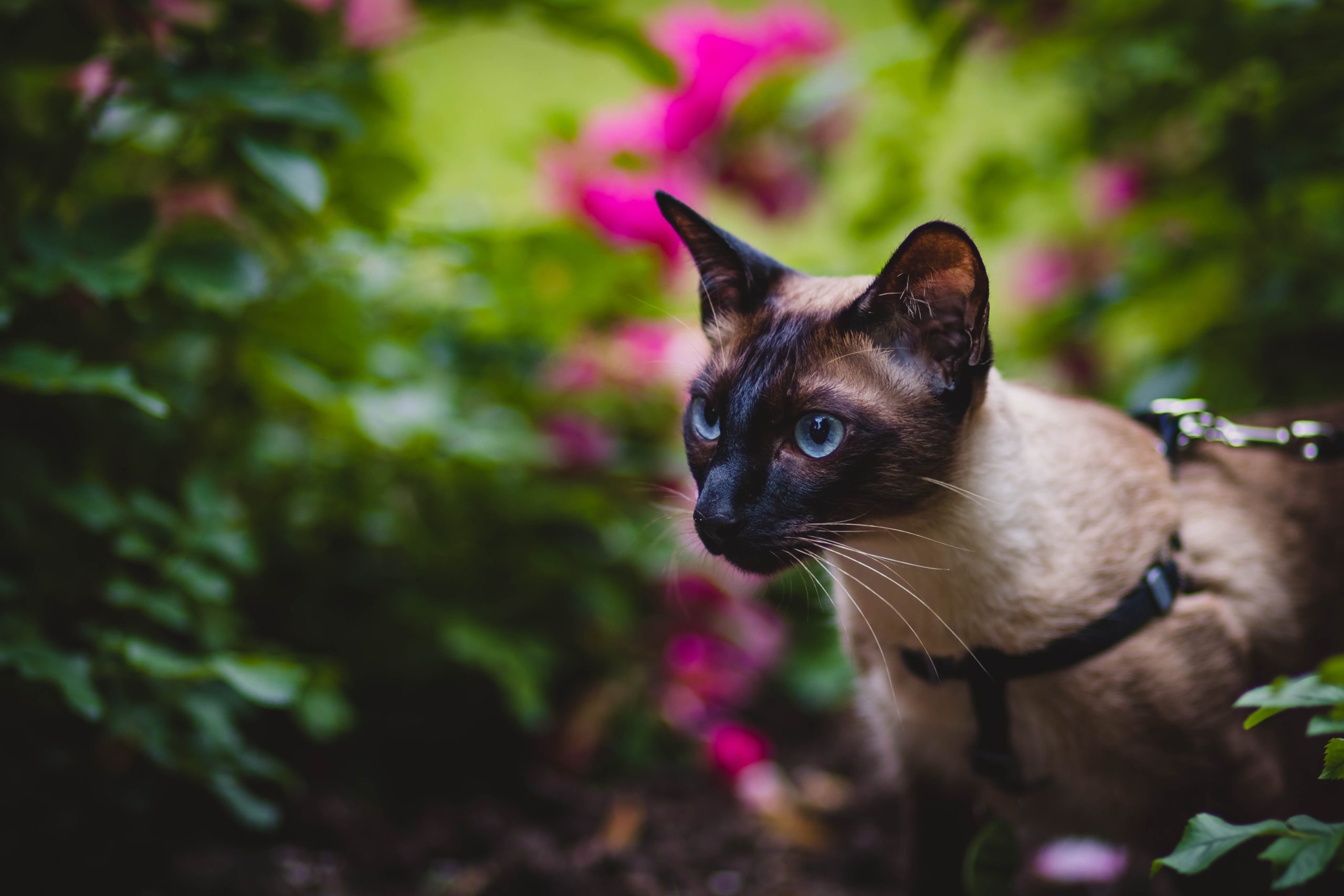 black-and-grey-cat-in-selective-focus-photography-1262940