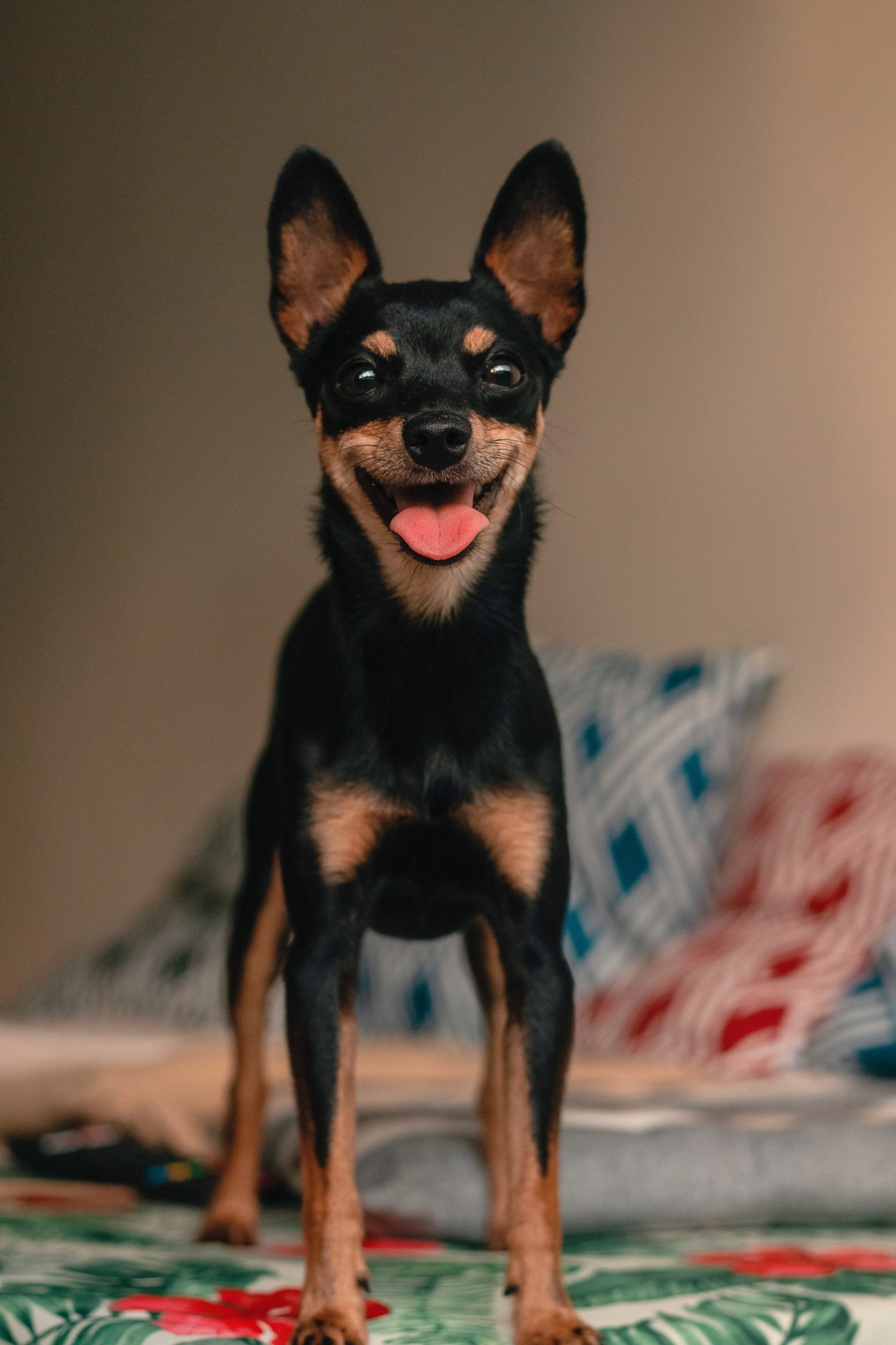 black-and-tan-miniature-pinscher-3785354