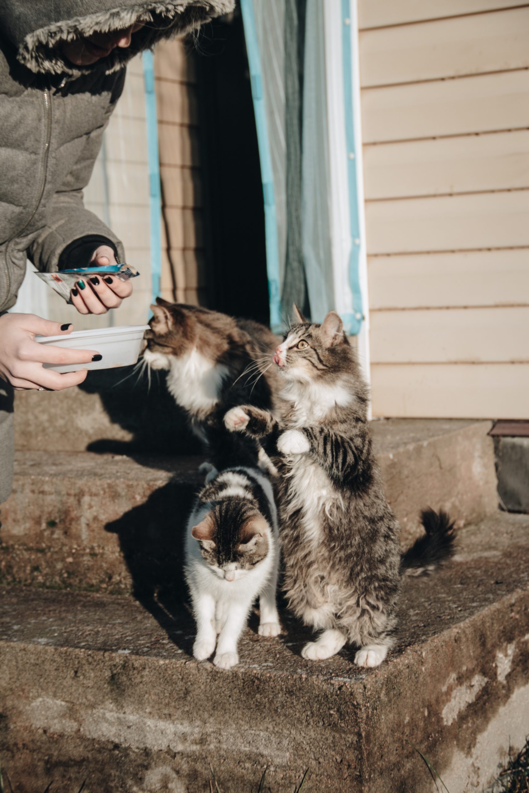 black-and-white-bicolor-cat-3318214