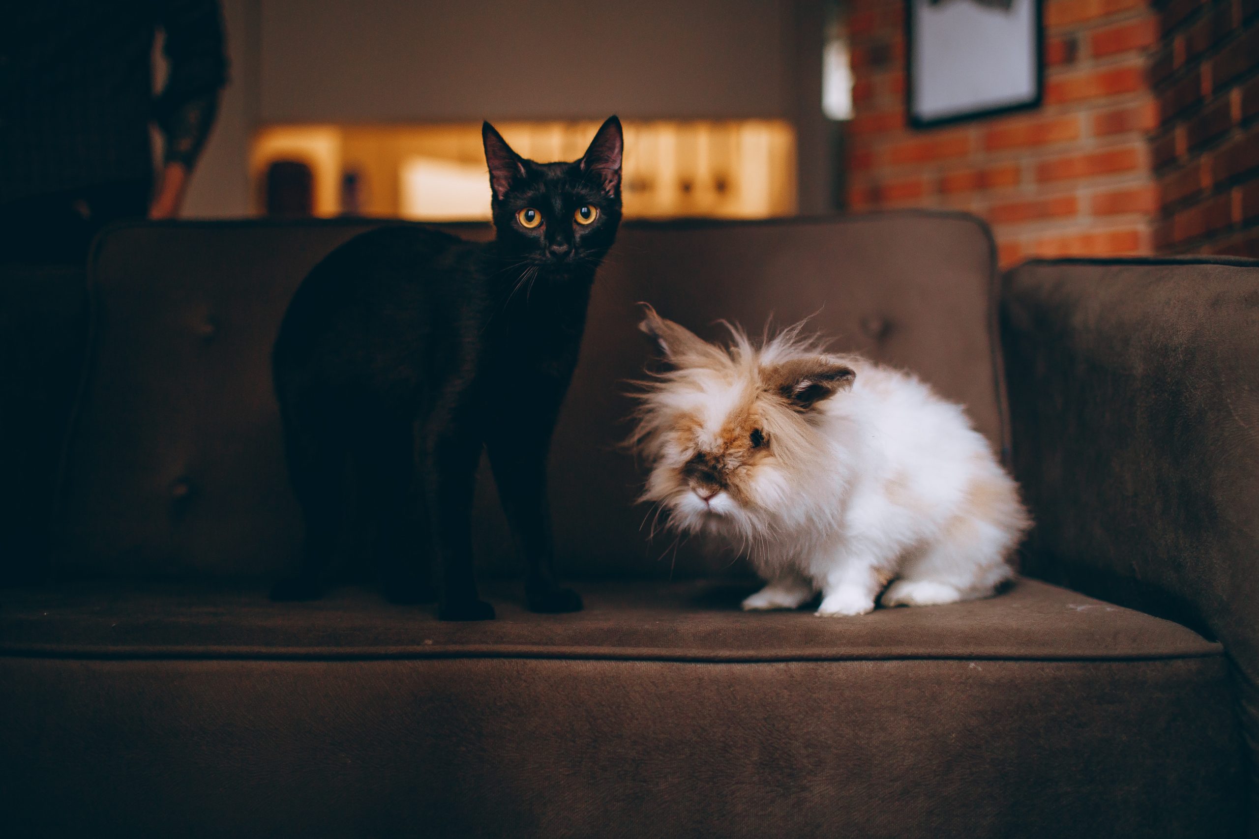 black-cat-on-sofa-1931370
