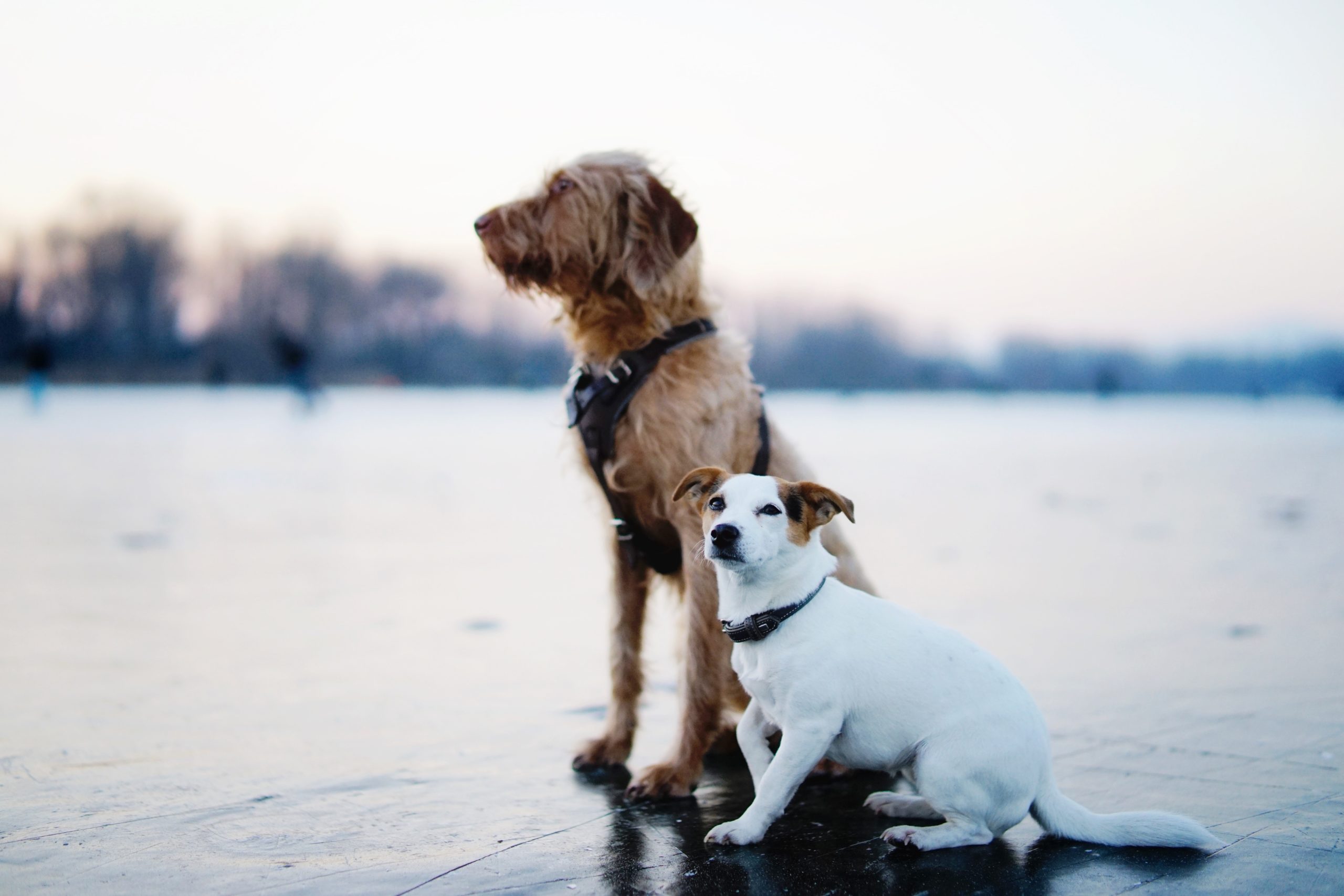 brown-and-white-dogs-sitting-on-field-3568134