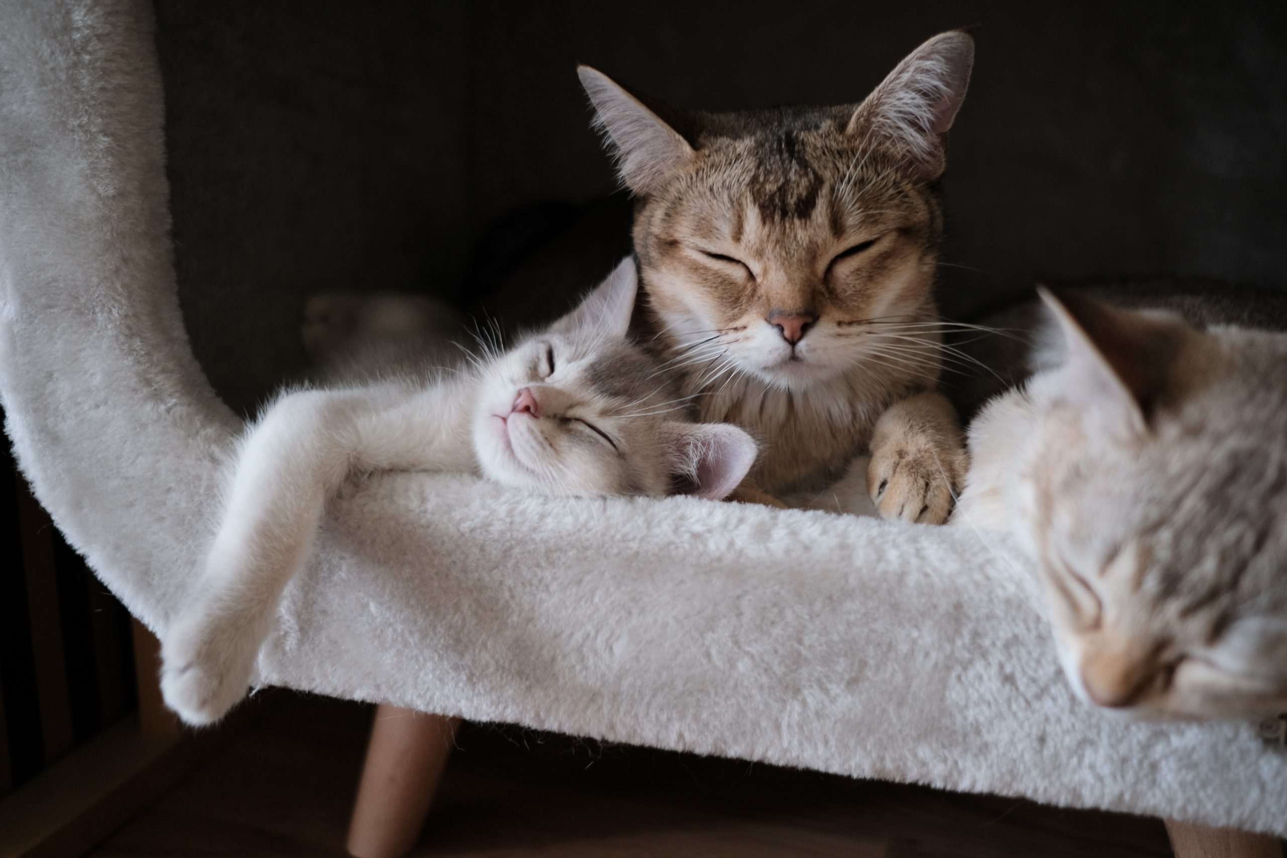 close-up-photo-of-tabby-cats-sleeping-2693561