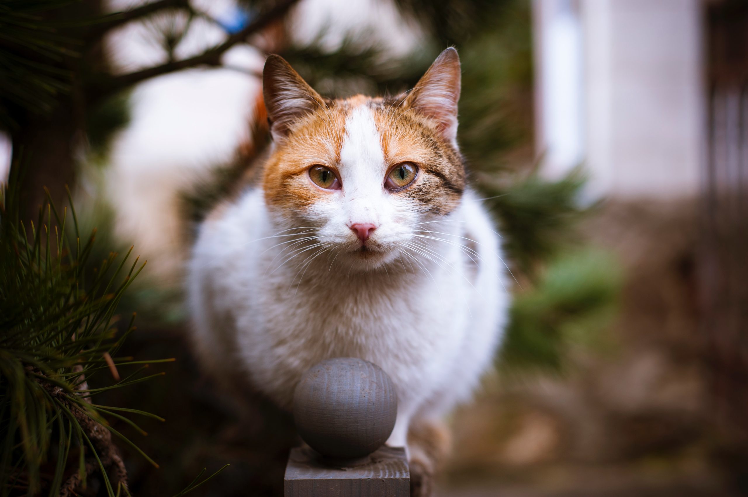 close-up-photo-of-tricolor-cat-722443