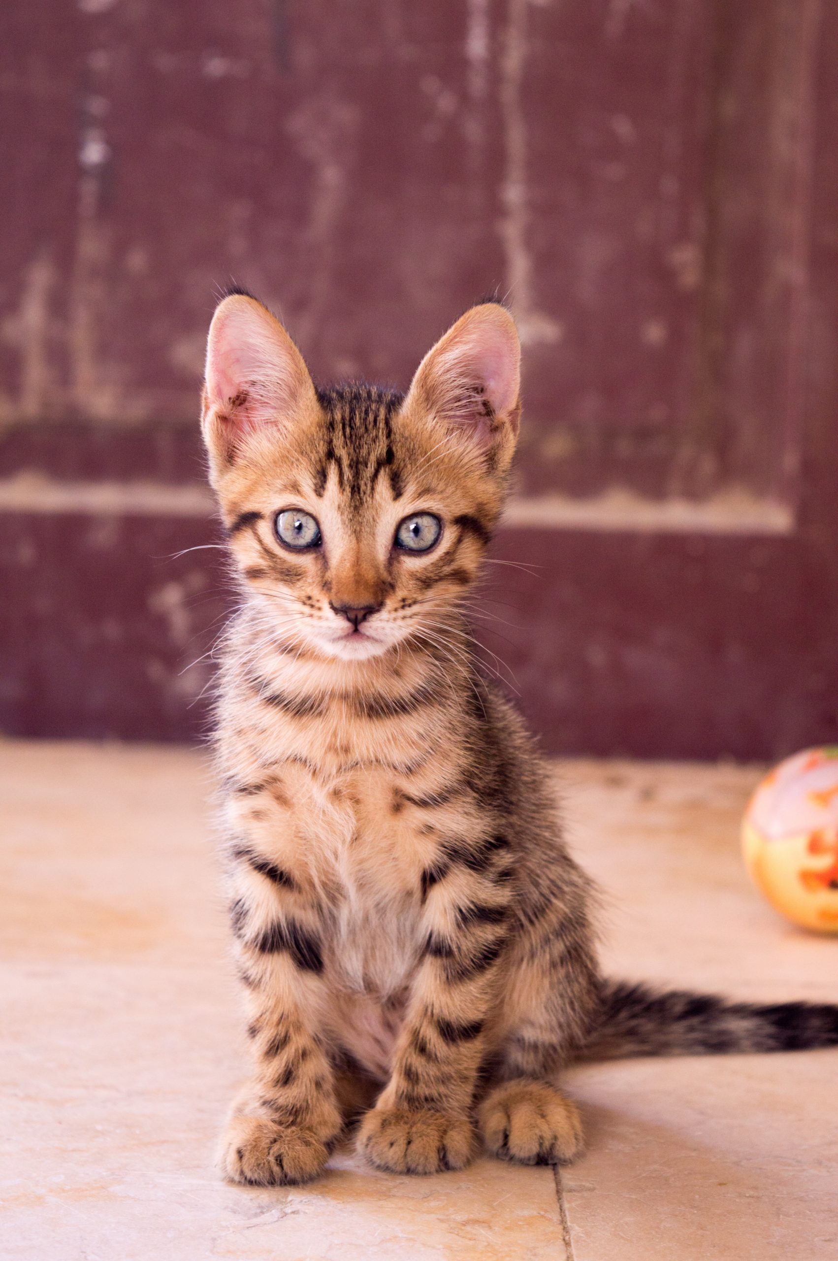 closeup-up-photography-of-dragon-li-kitten-691583