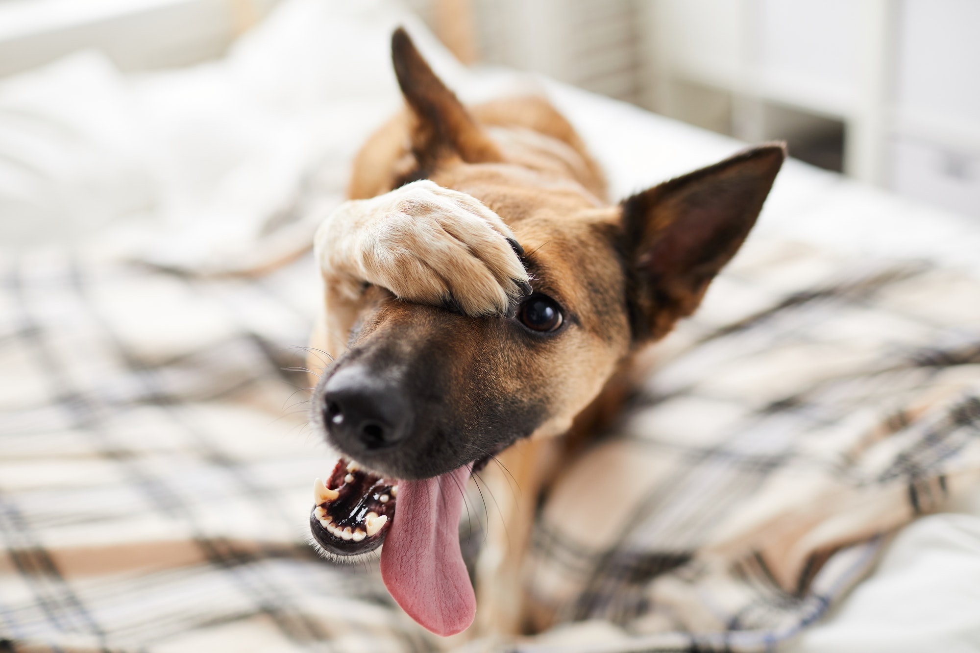 Embarassed Dog on Bed