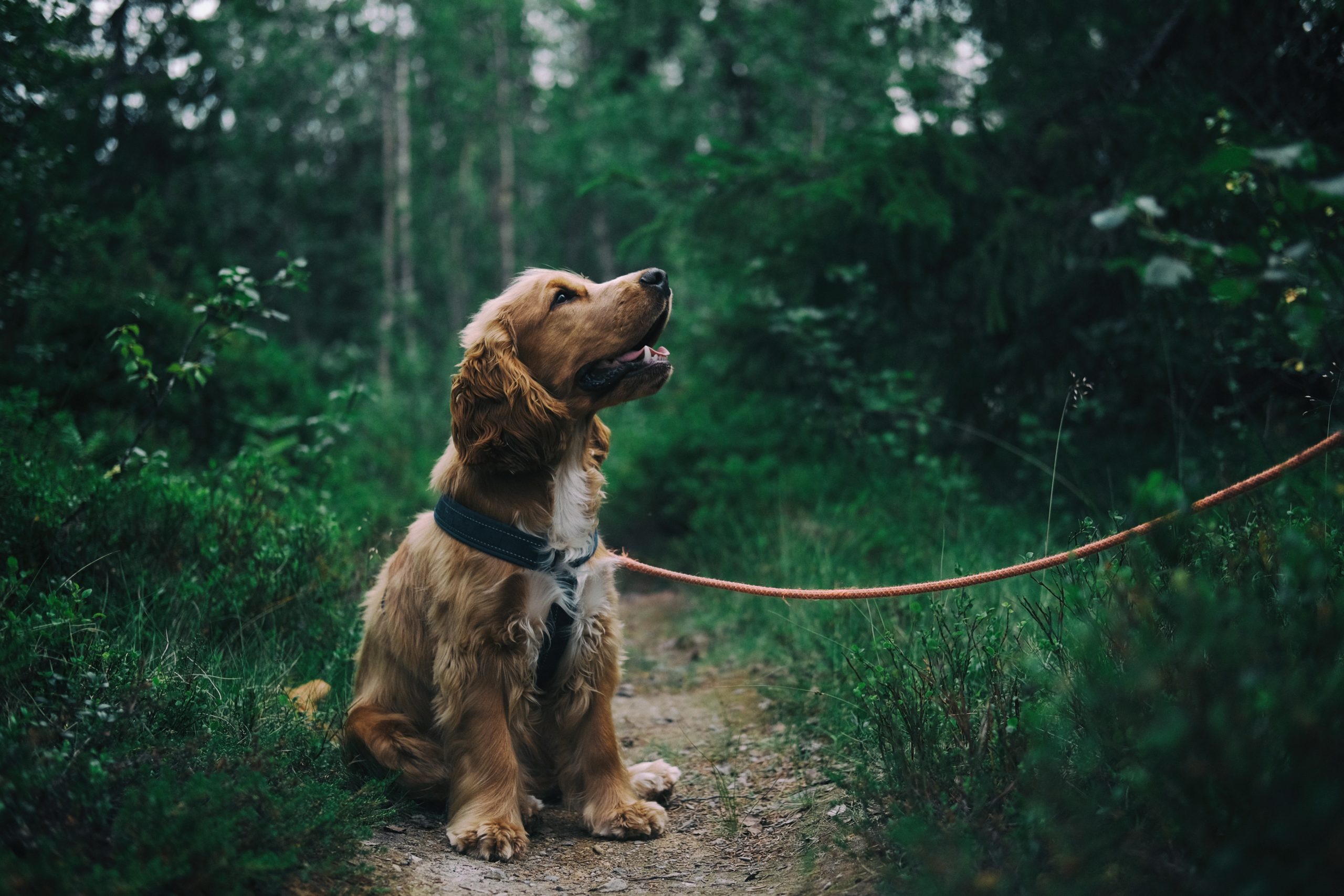 english-cocker-spaniel-puppy-sitting-on-ground-beside-grass-1254140