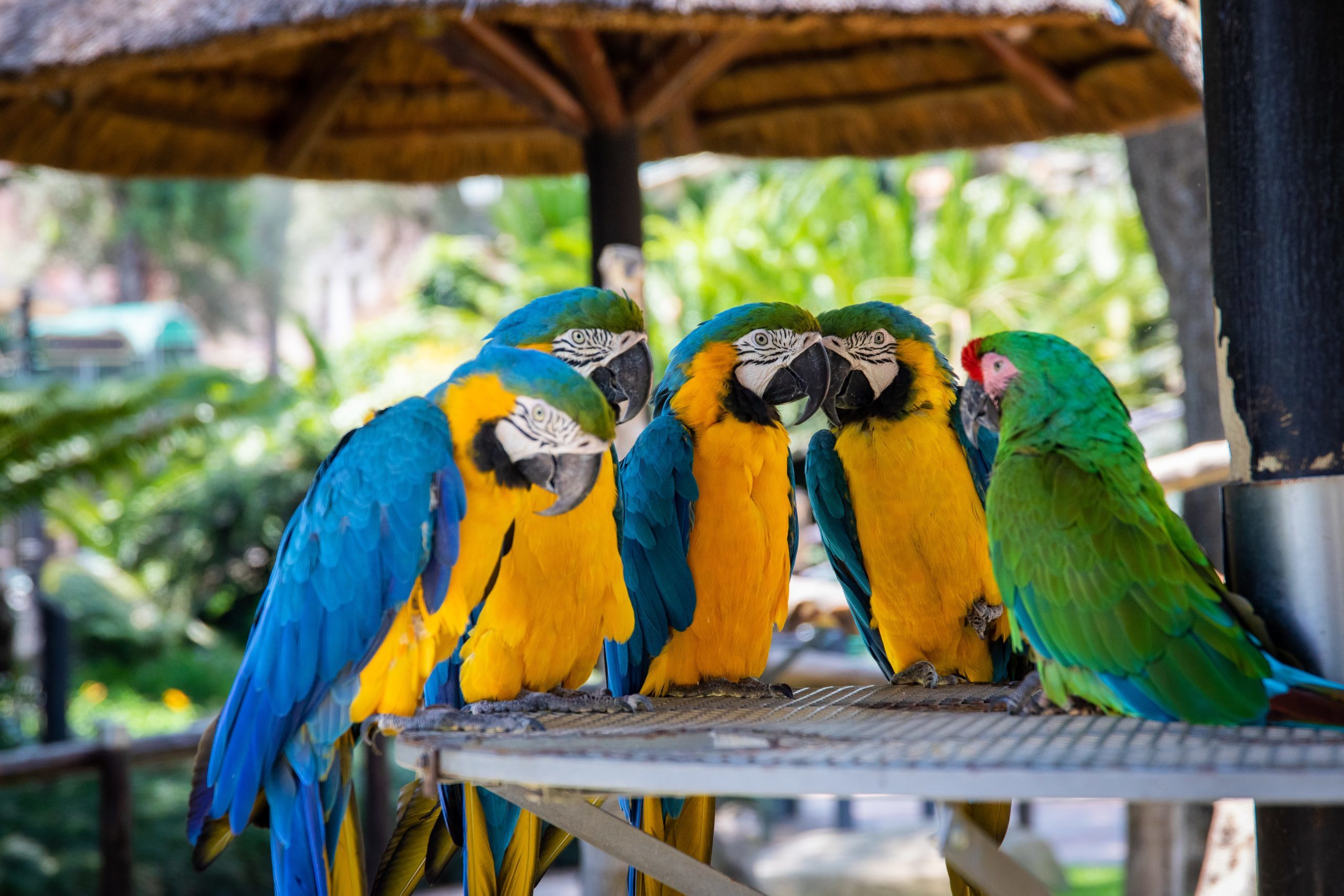 five-parrots-perched-on-brown-wooden-surface-1599452