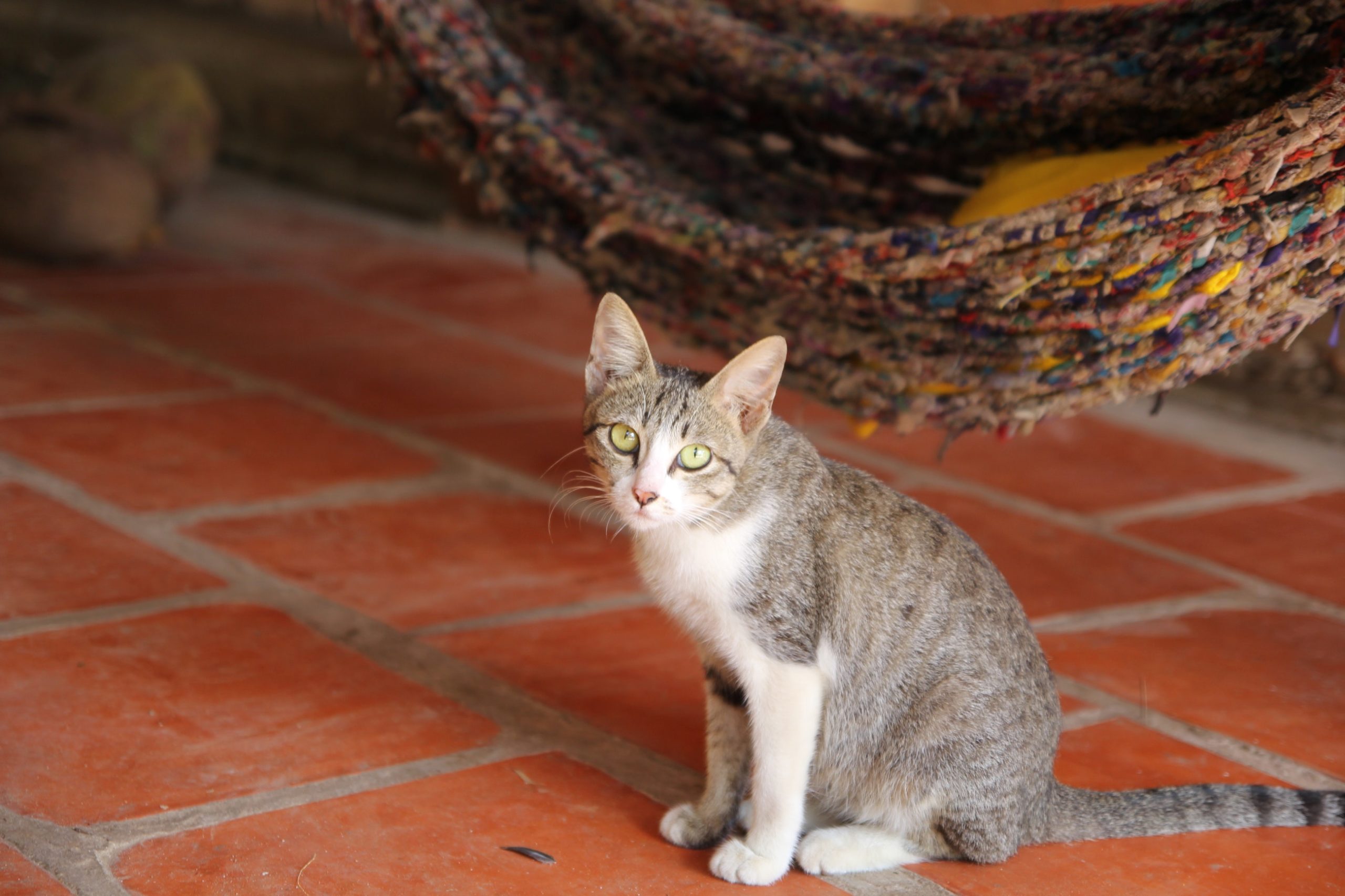 gray-tabby-cat-1049641