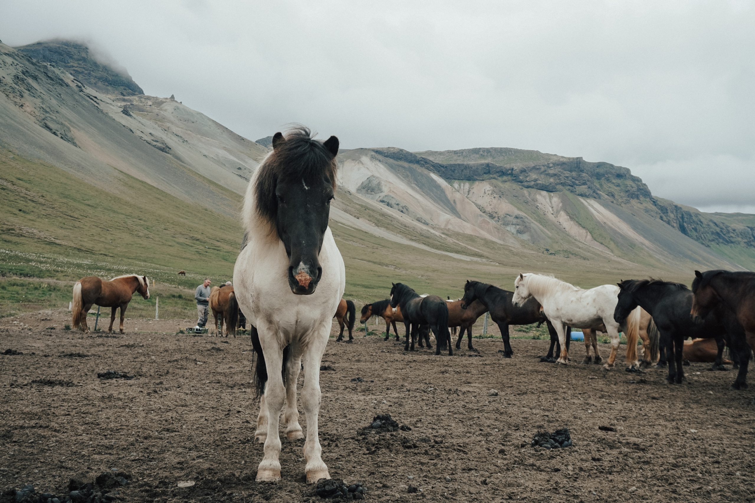herd-of-horses-2659484