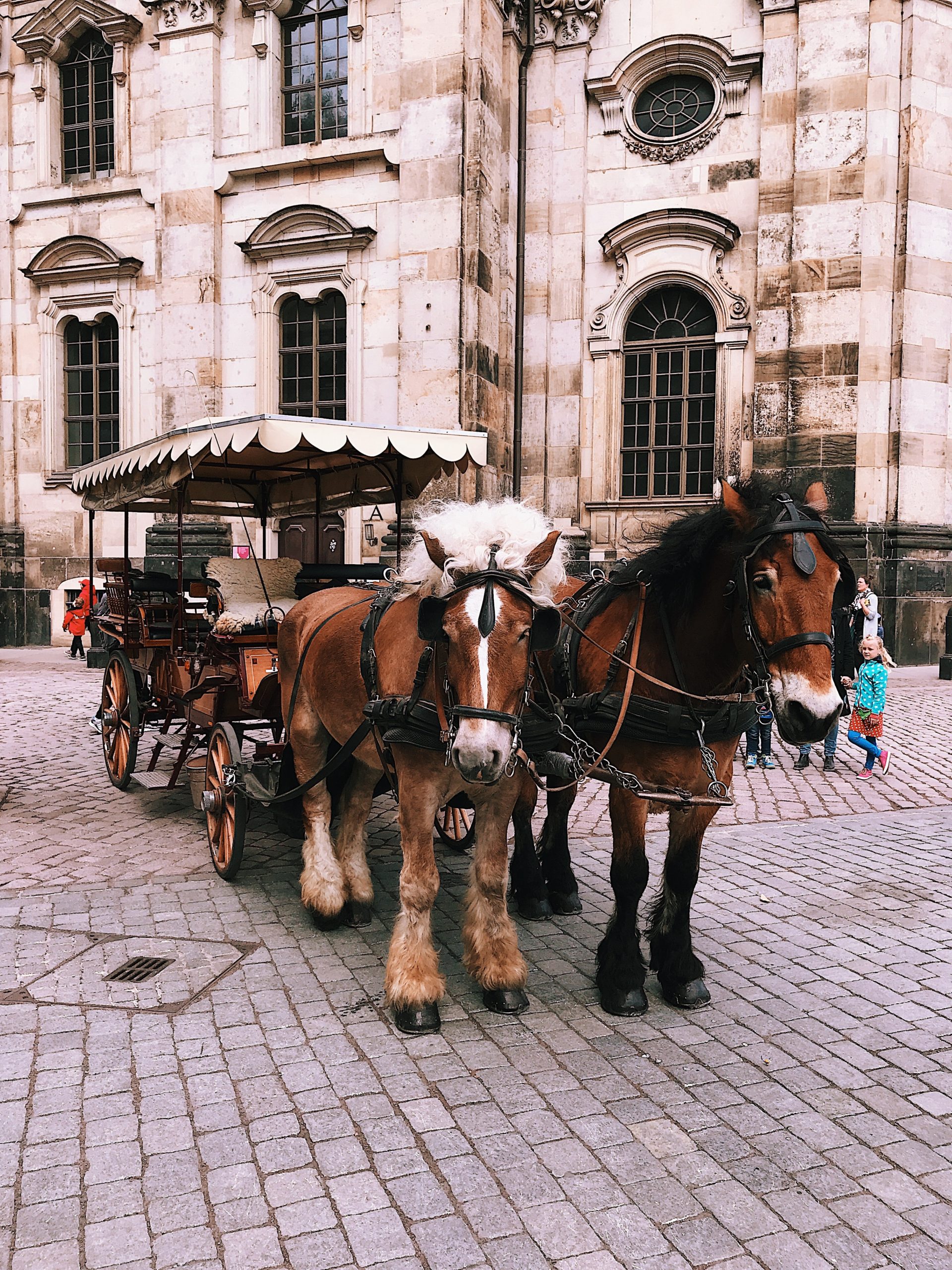horses-and-buggy-2253623
