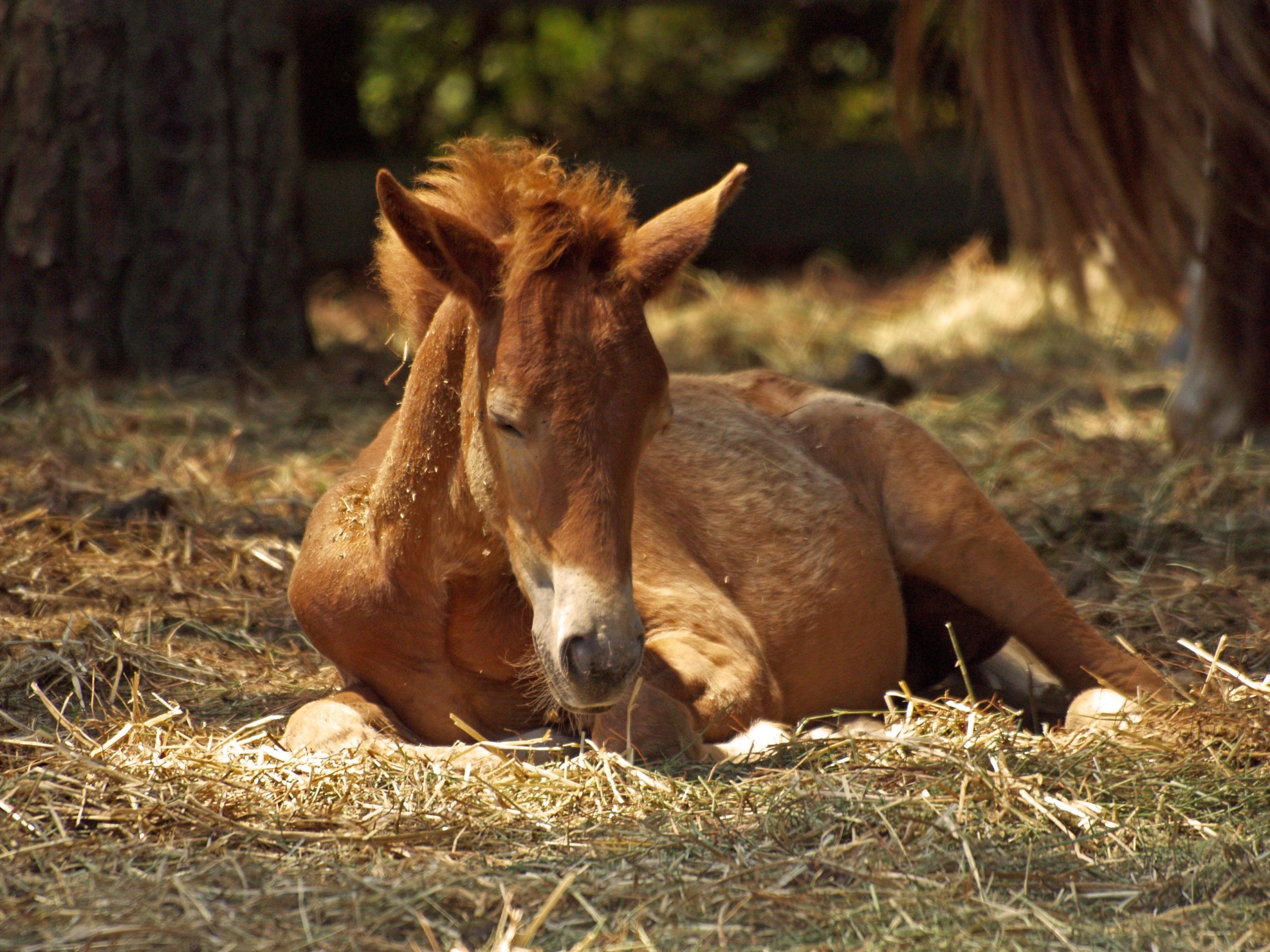 horses-horse-pony-foal-37983
