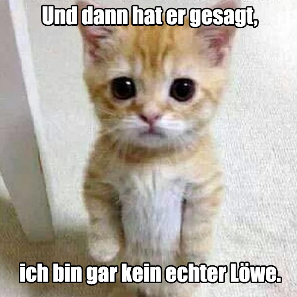 katze-lustig-spruch-suess-niedlich-tiere-foto-verschicken-8914288519