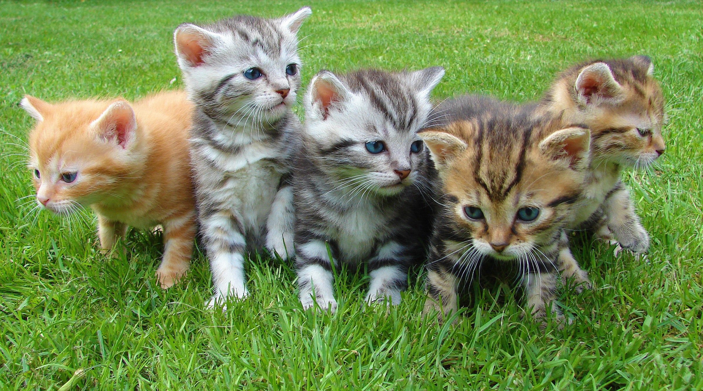 kitten-cat-rush-lucky-cat-45170