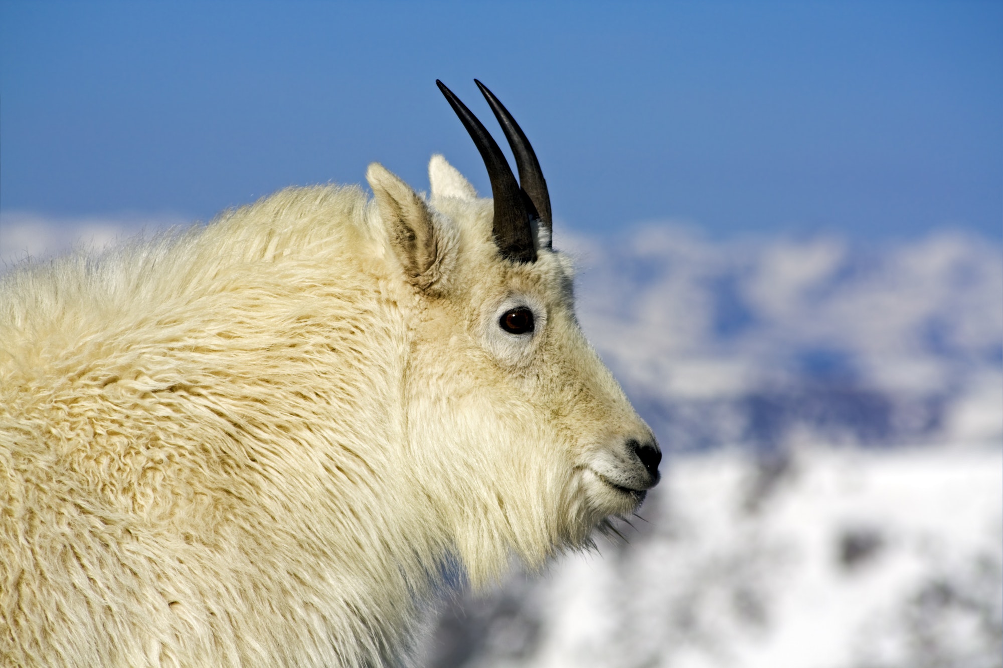 Mountain Goat