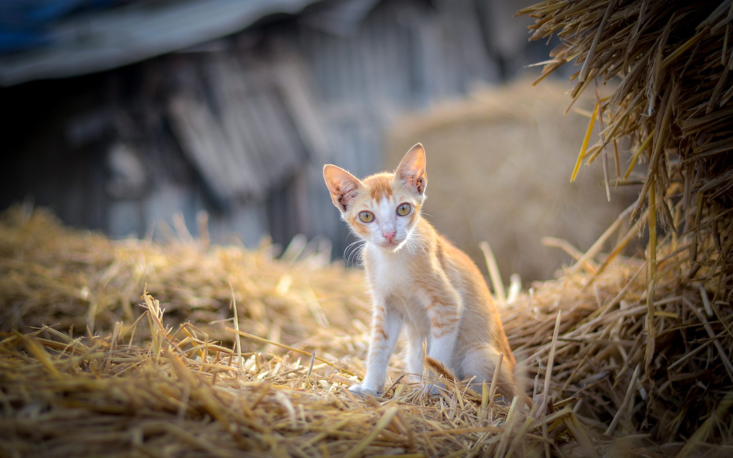 orange-and-white-cat-on-brown-grass-3881666