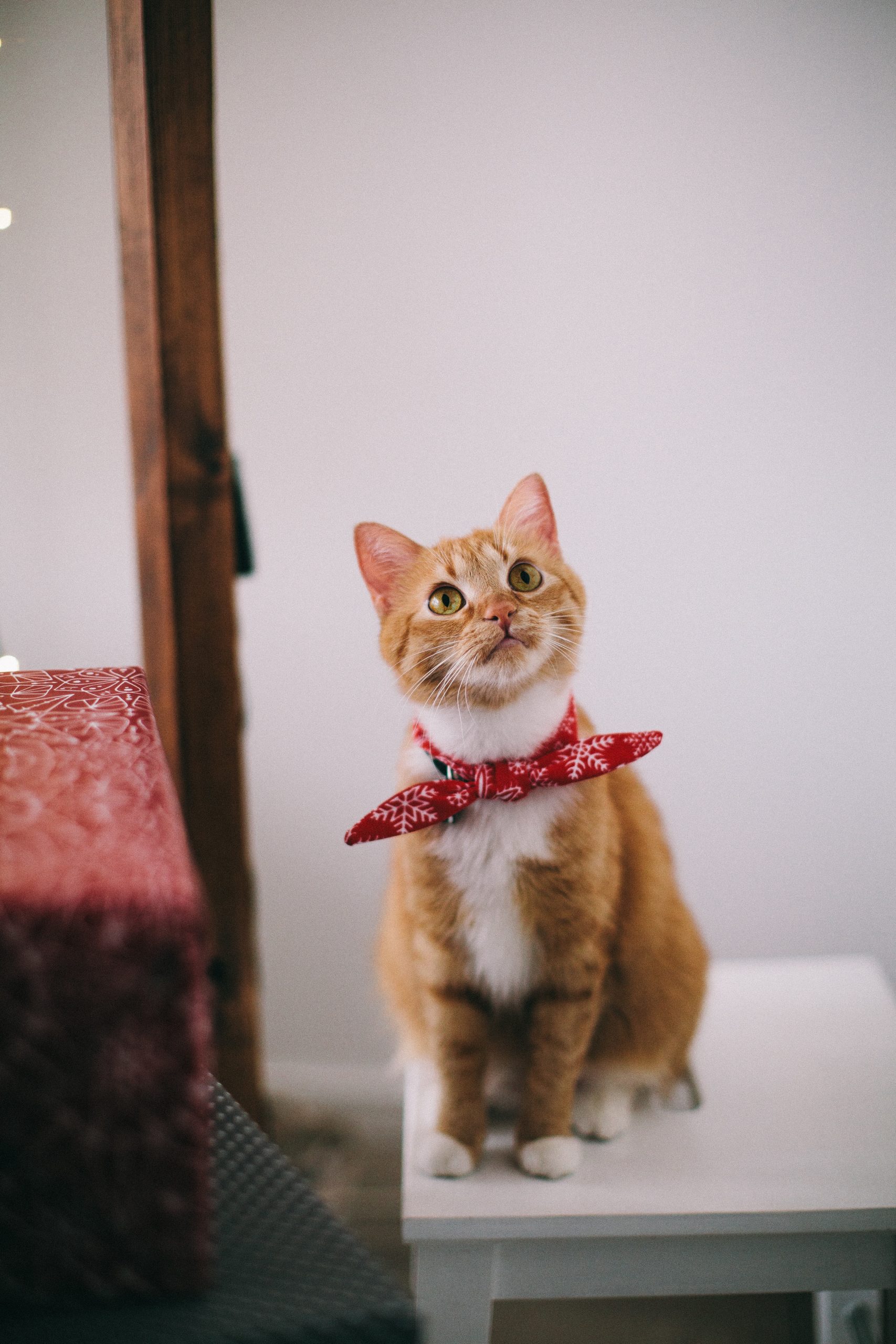 orange-tabby-cat-with-red-handkerchief-sitting-on-white-1741205