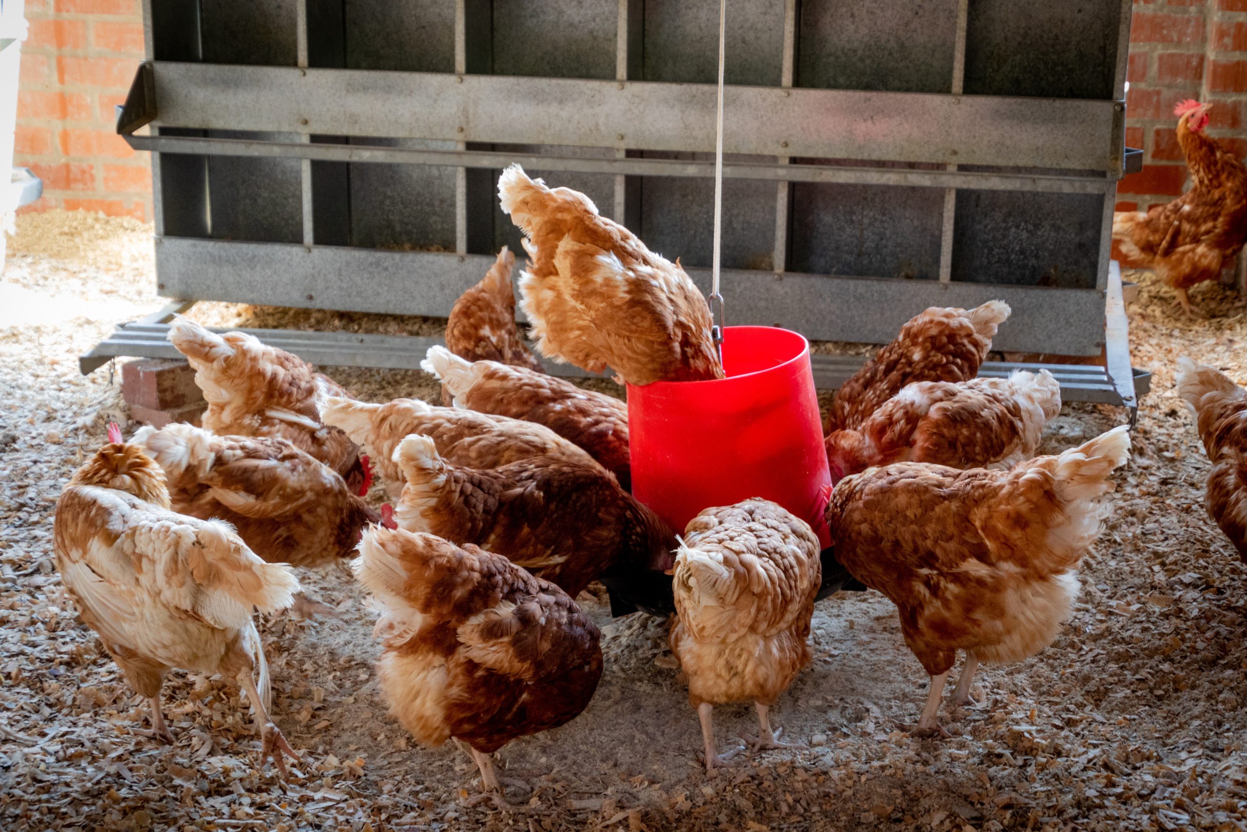 peep-of-brown-chicken-1300375