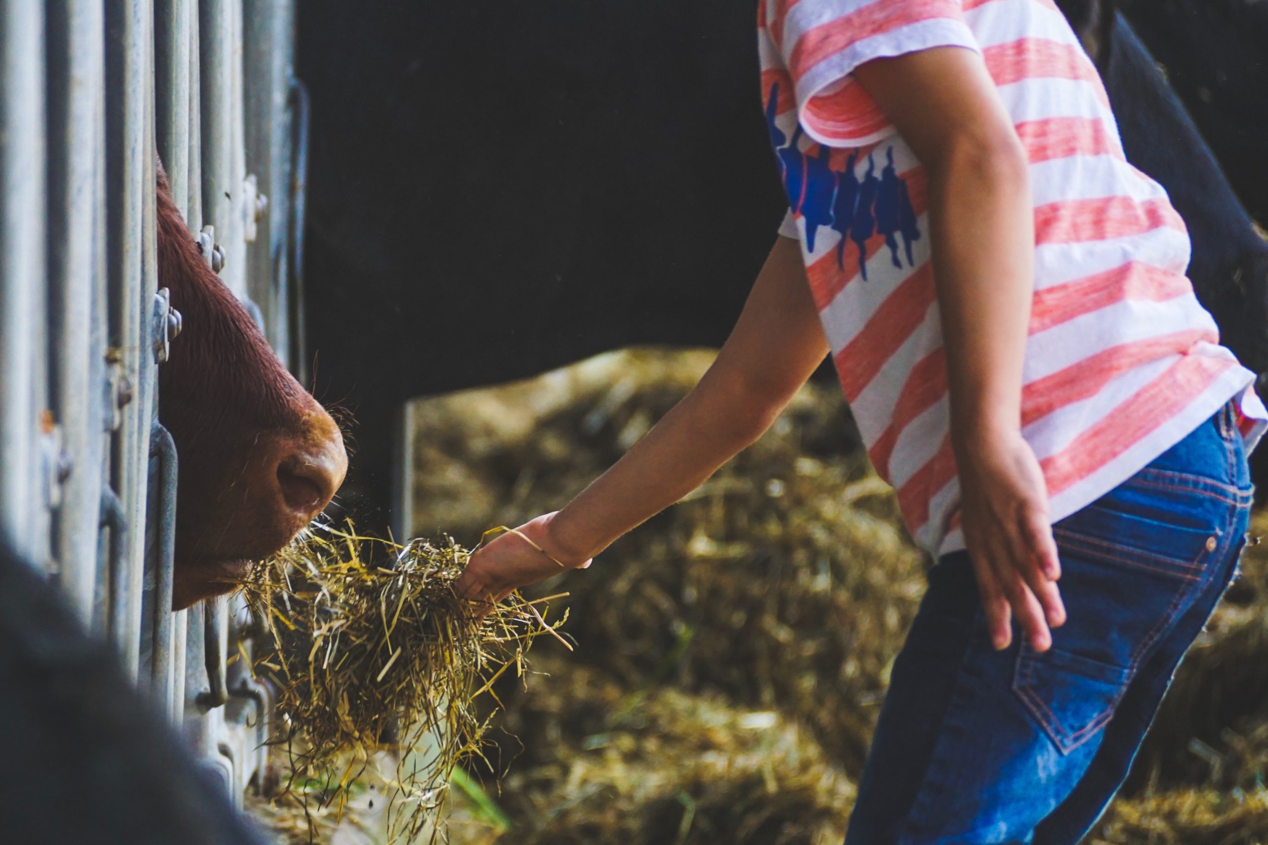 person-feeding-animal-1430639