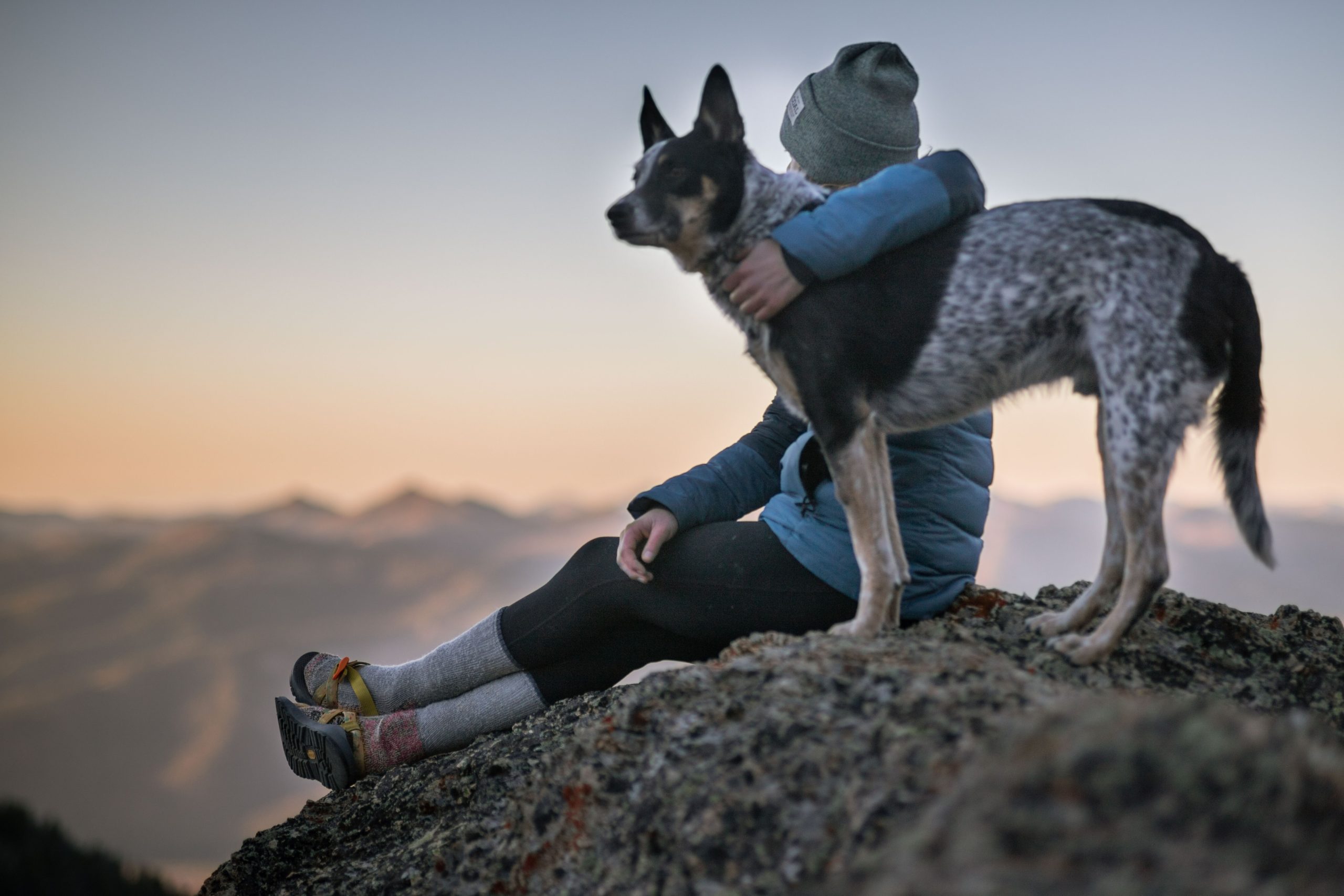 photo-of-person-holding-black-and-white-dog-1452717