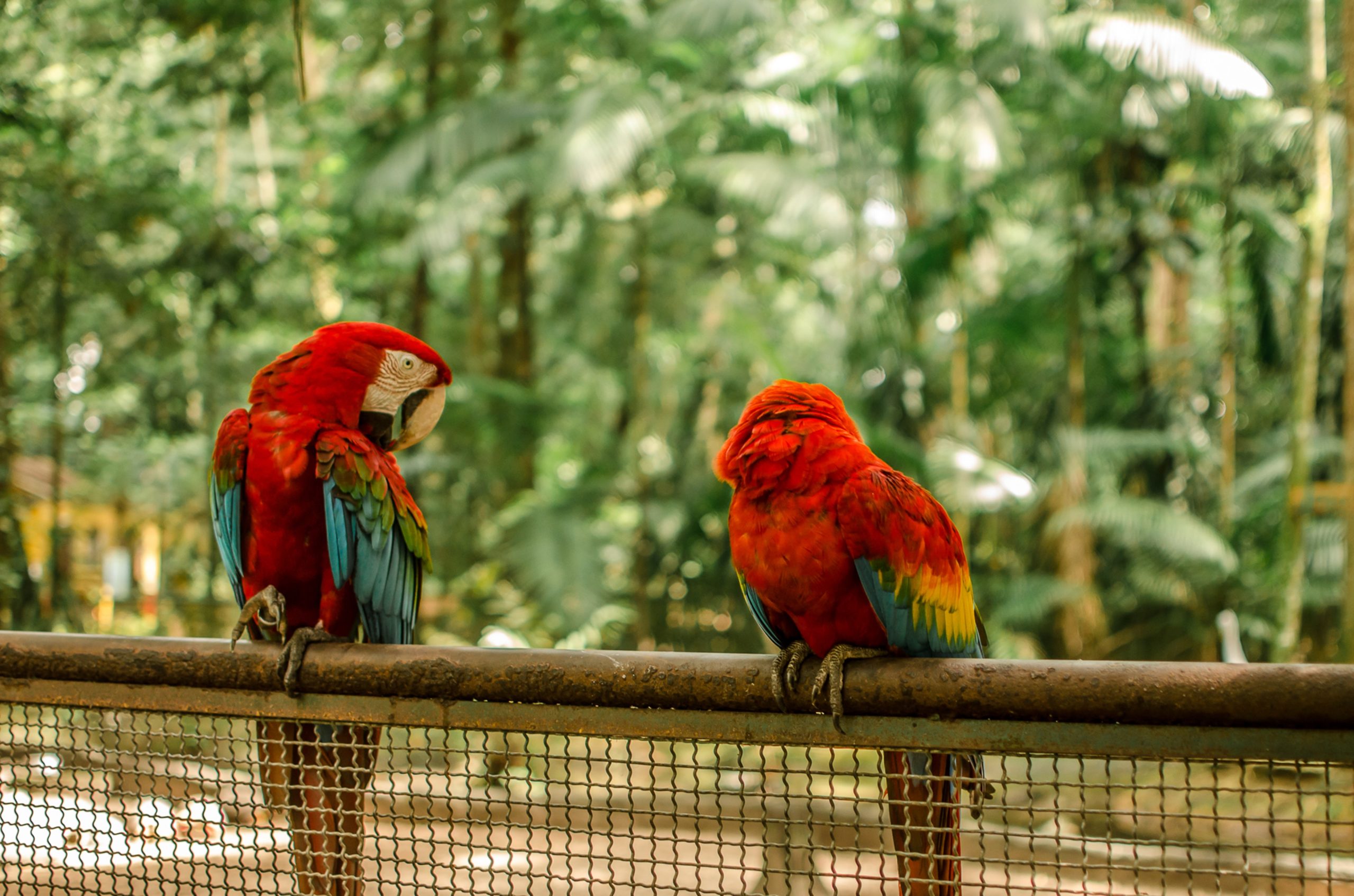 photo-of-scarlet-macaws-2013805
