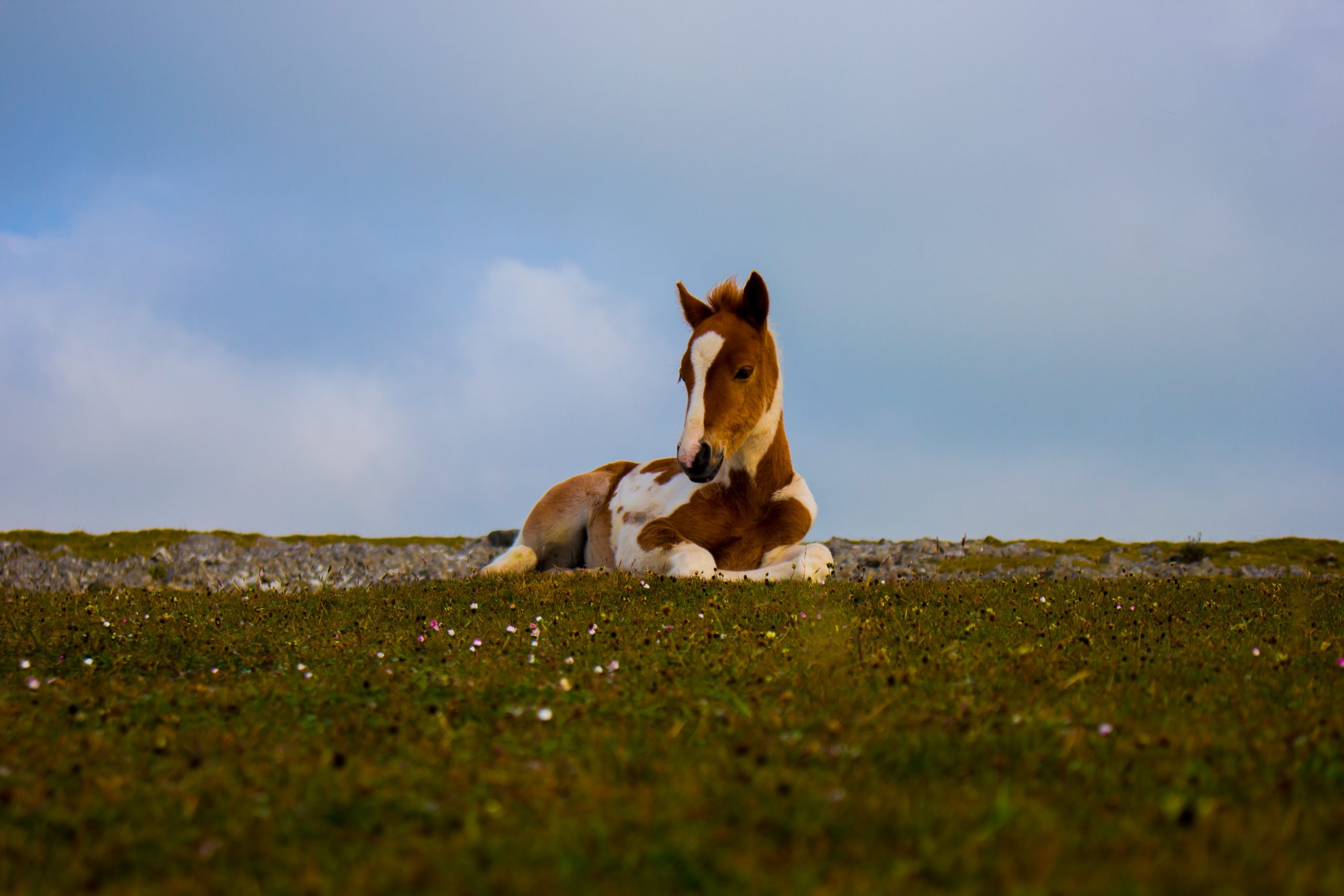 photo-of-white-and-brown-foal-lying-down-on-grass-2867134