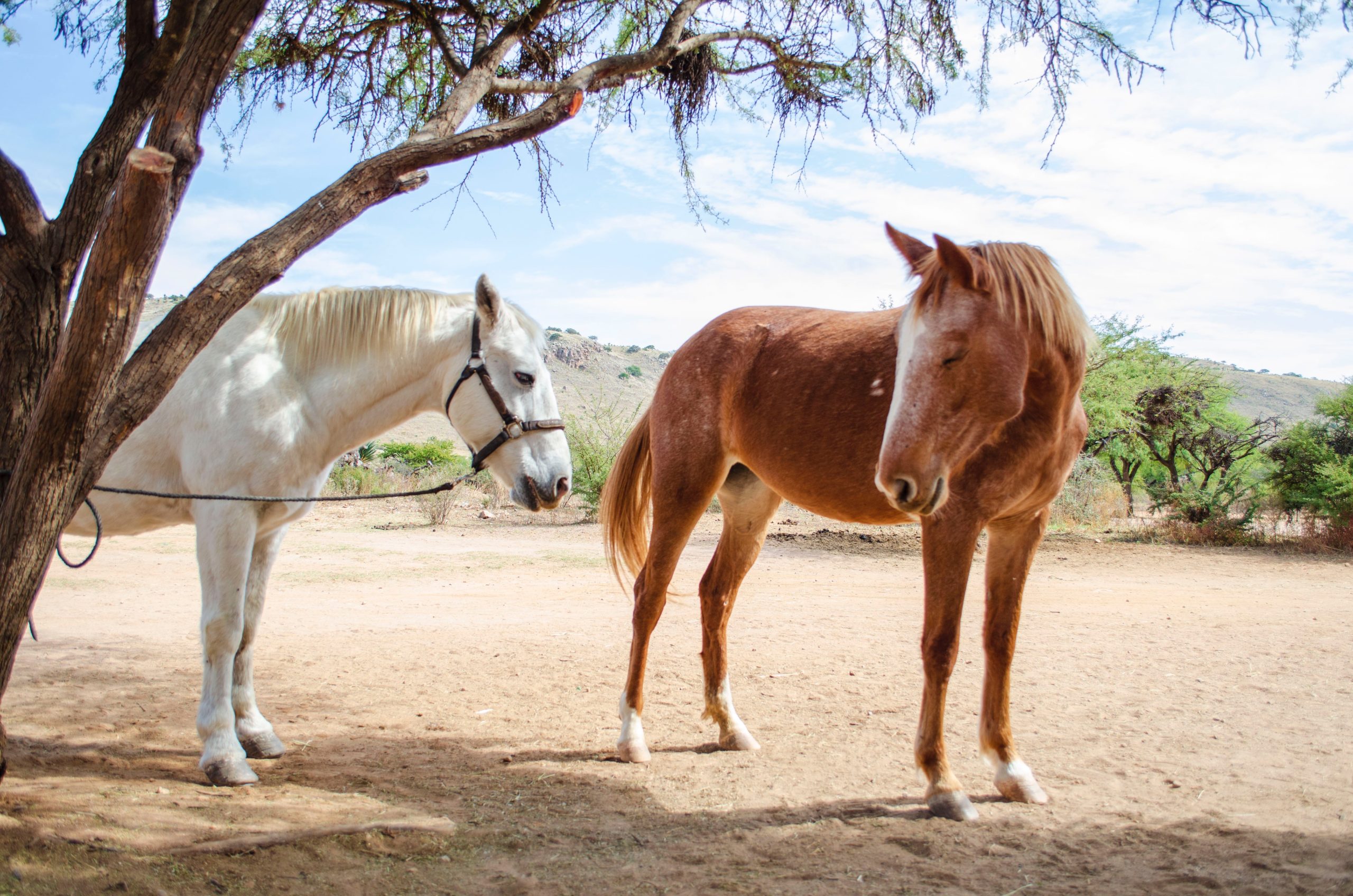 photo-of-white-and-brown-horses-standing-under-tree-2566476