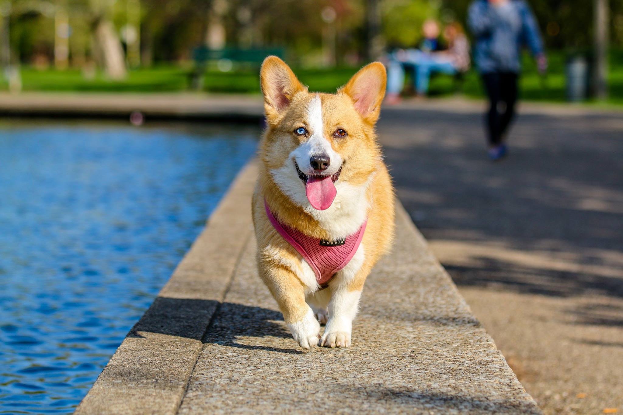 photographer-animal-photography-dog-58997