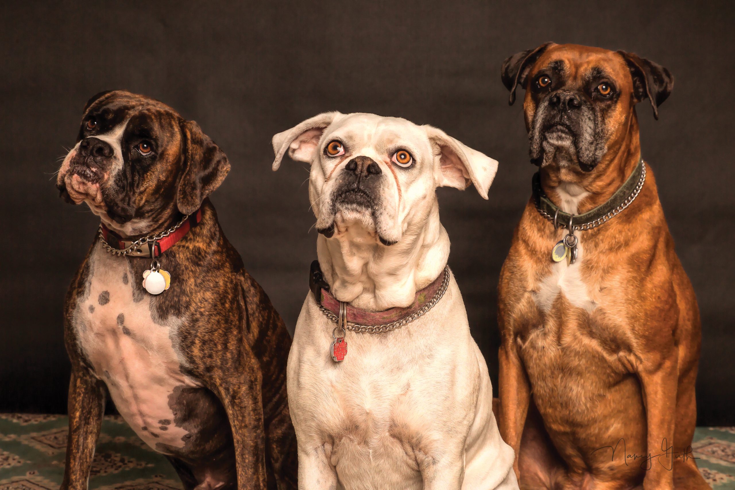 photography-of-three-dogs-looking-up-850602