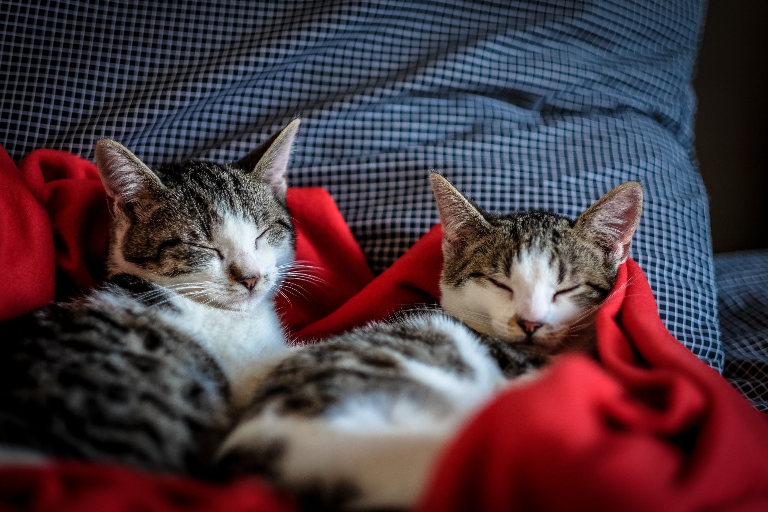 relaxation-relax-cats-cat-96428