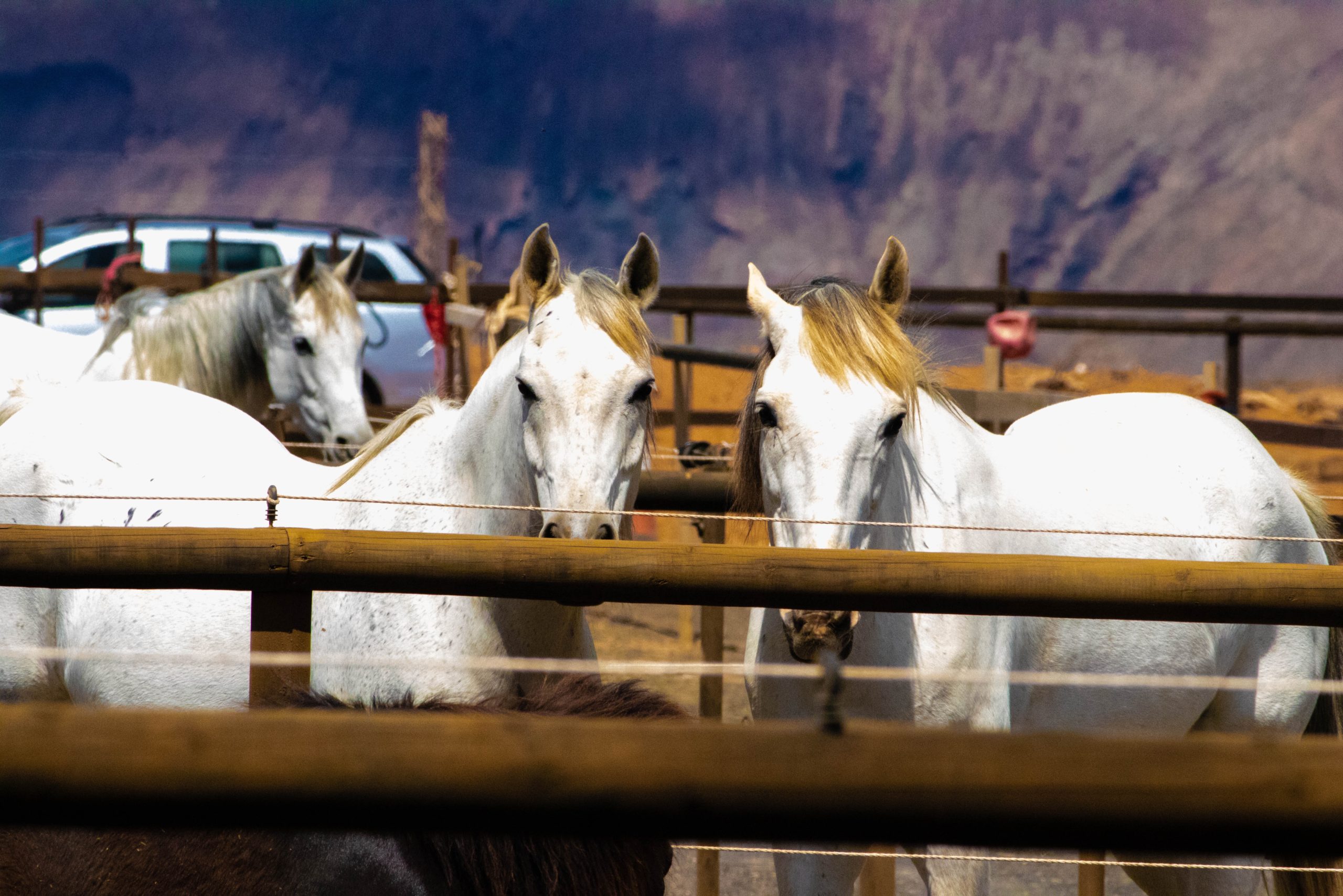 three-white-horses-on-a-barn-1131543