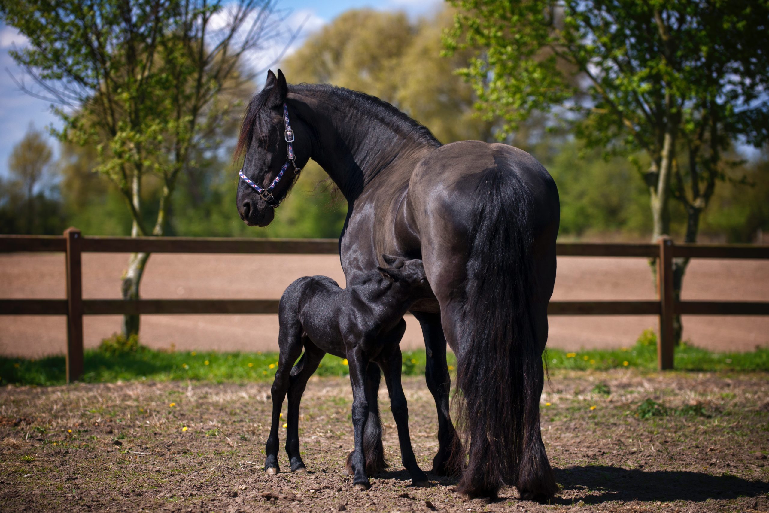 two-black-horse-on-field-634612