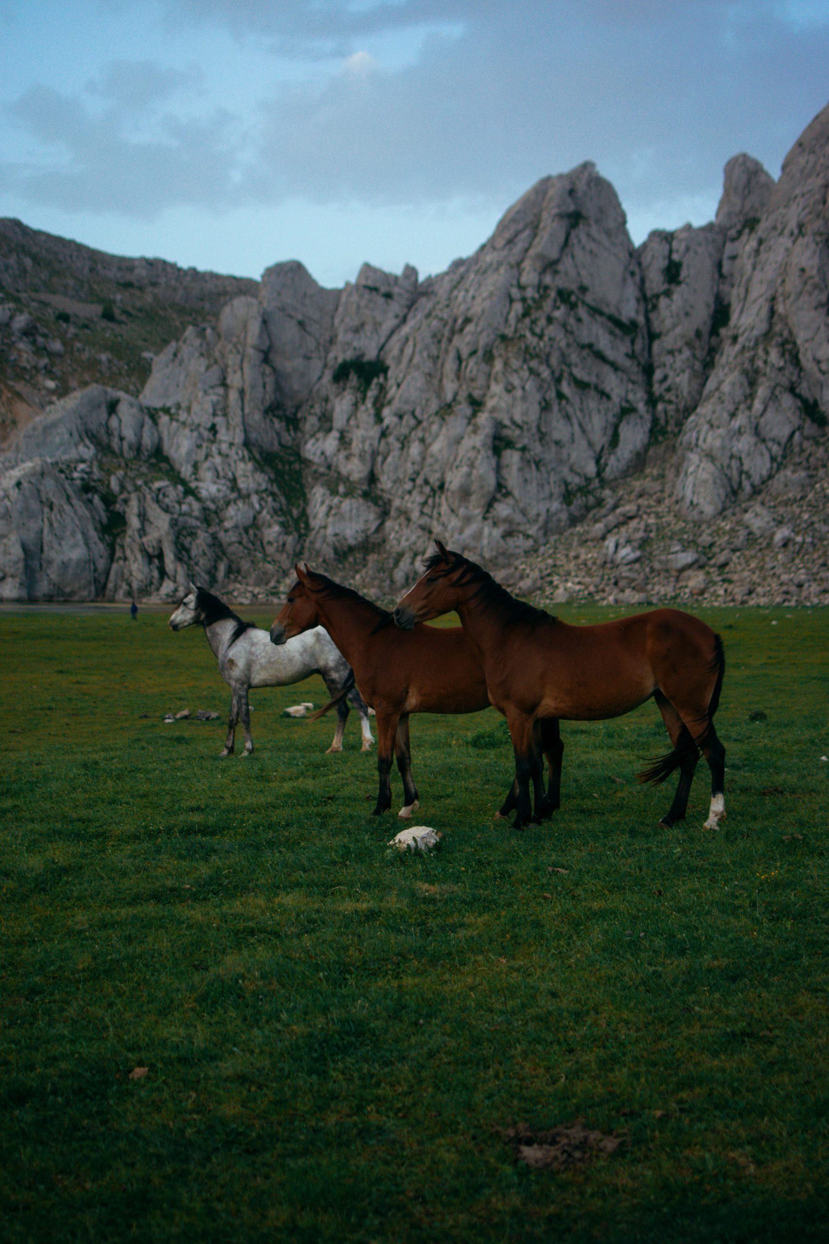 two-brown-horses-and-grey-2458400