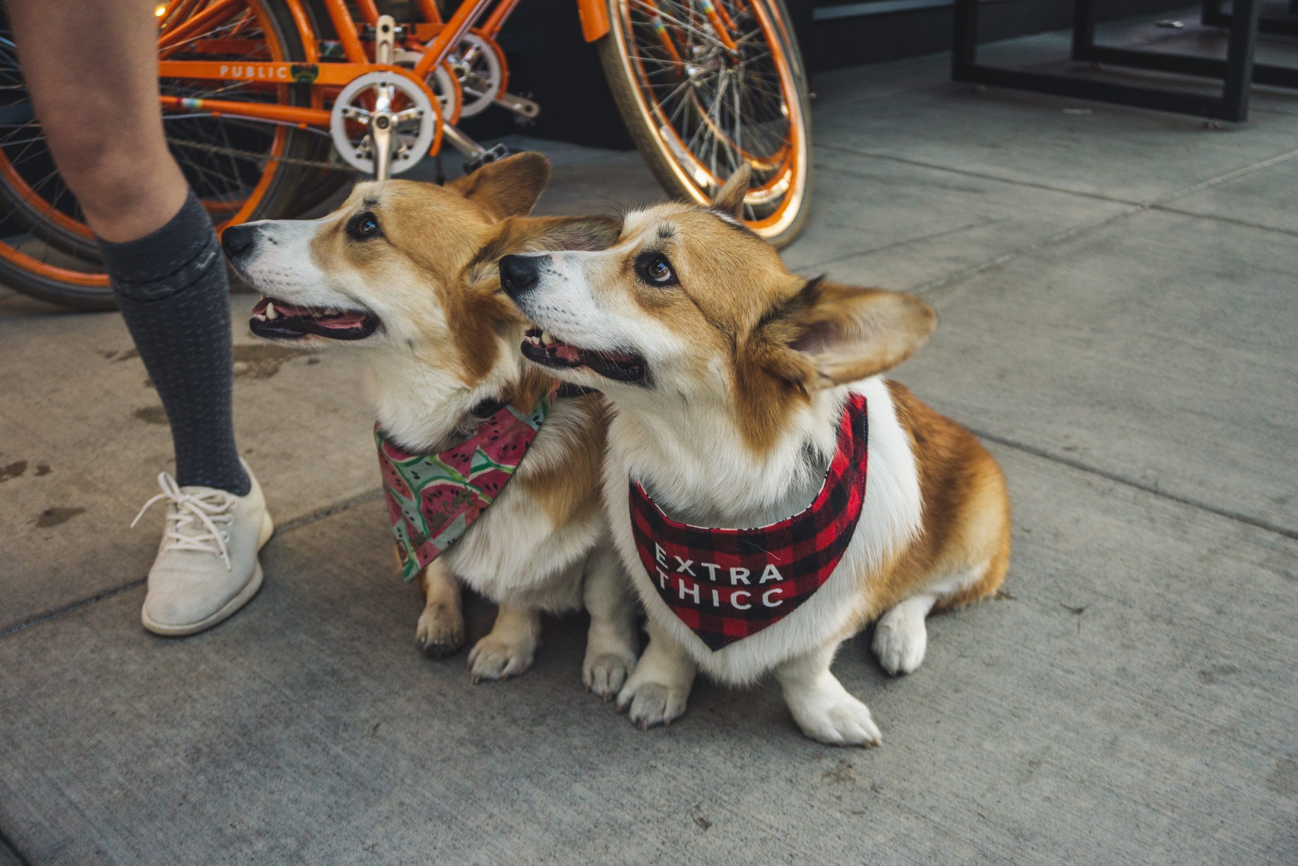 two-corgi-dogs-sitting-on-sidewalk-2853547