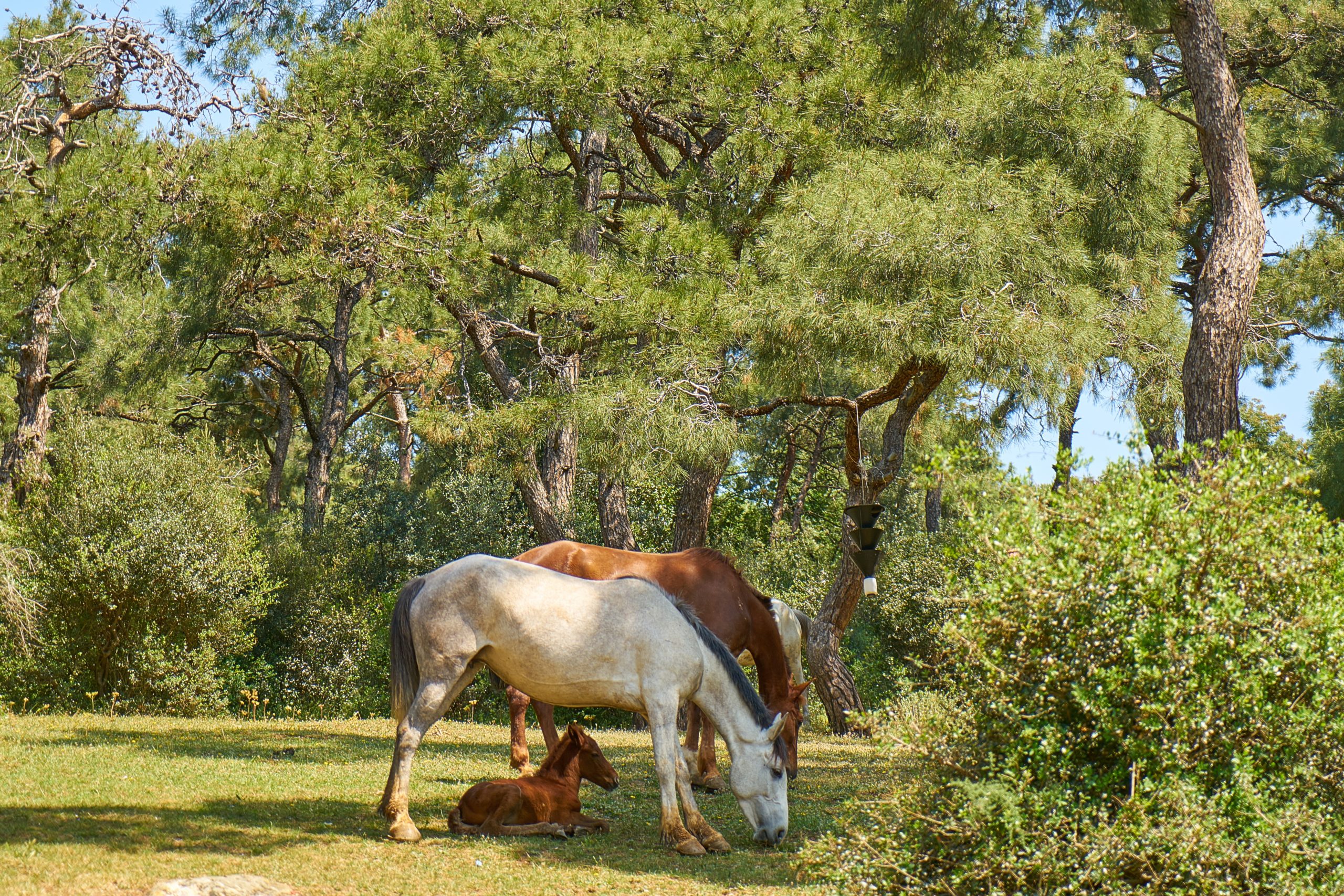 white-and-brown-horses-eating-grass-1493219