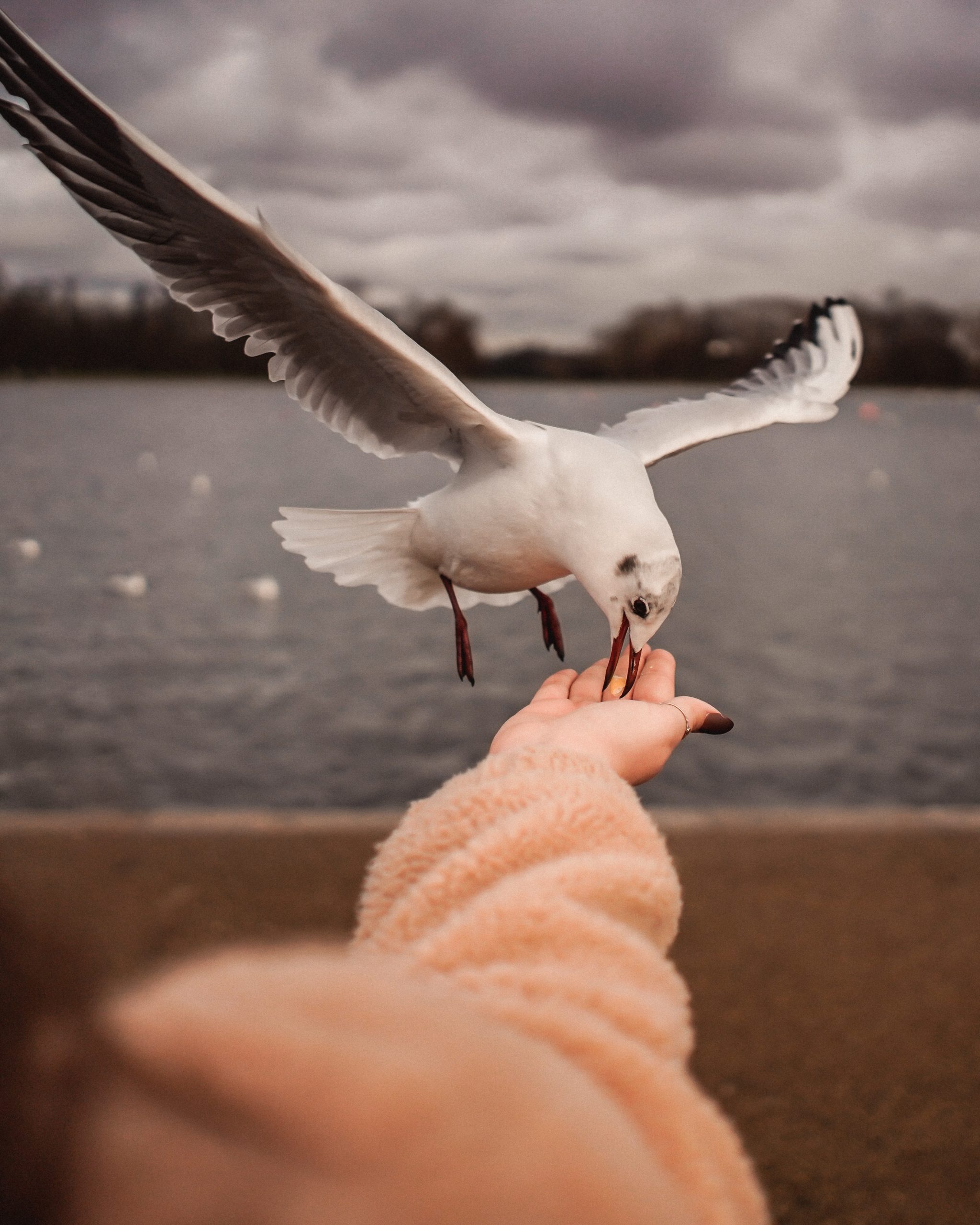 white-bird-on-picking-food-3651618