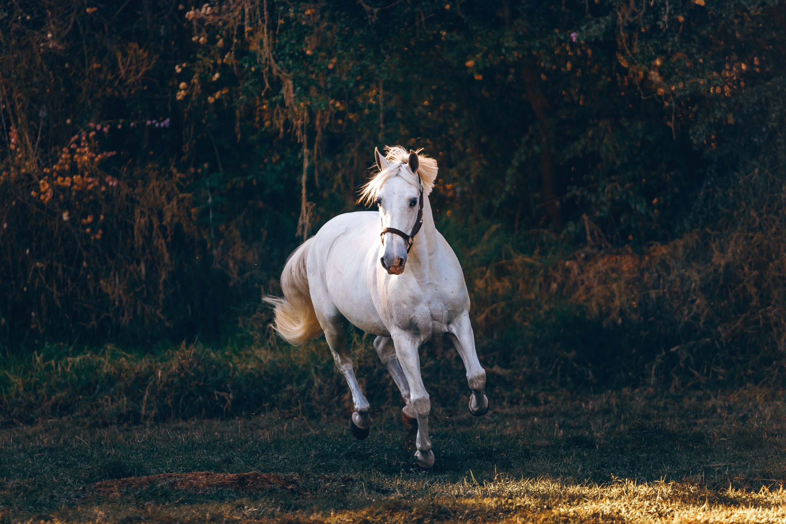 white-horse-running-on-green-field-1996337