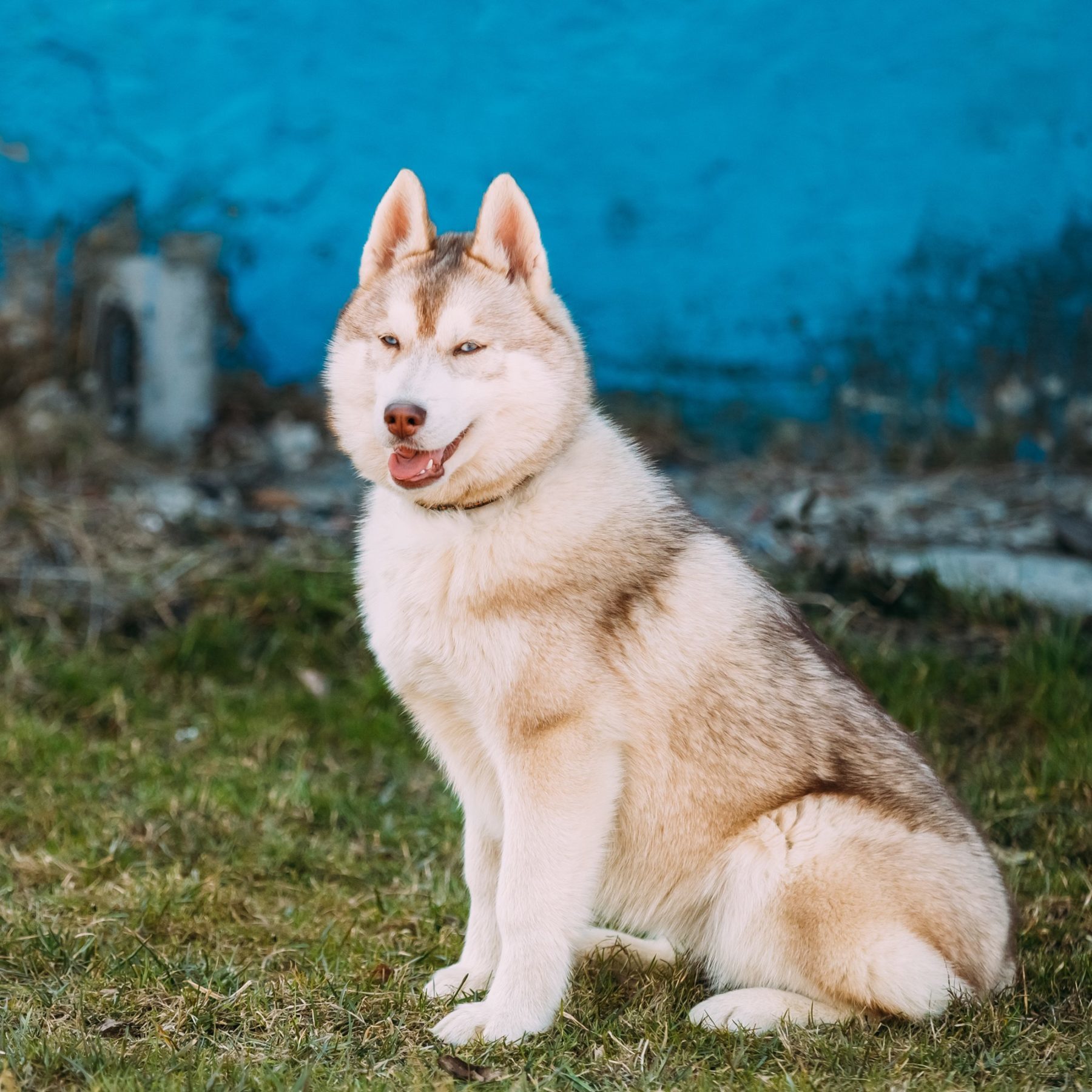 Young Funny White Husky Puppy Dog With Blue Eyes Play Outdoor