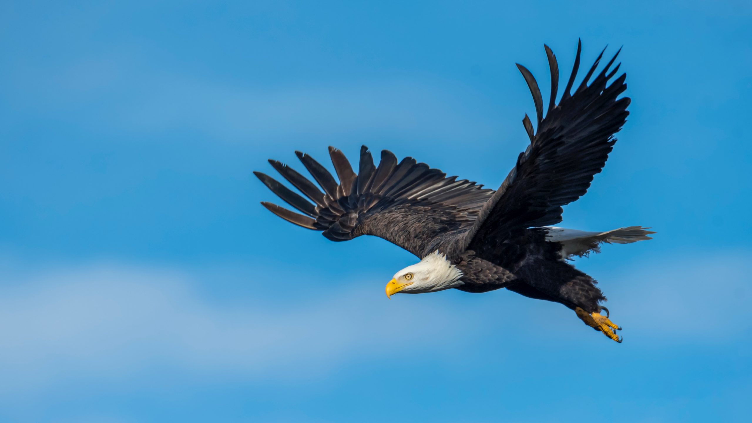 an-eagle-flying-in-the-sky-3250638