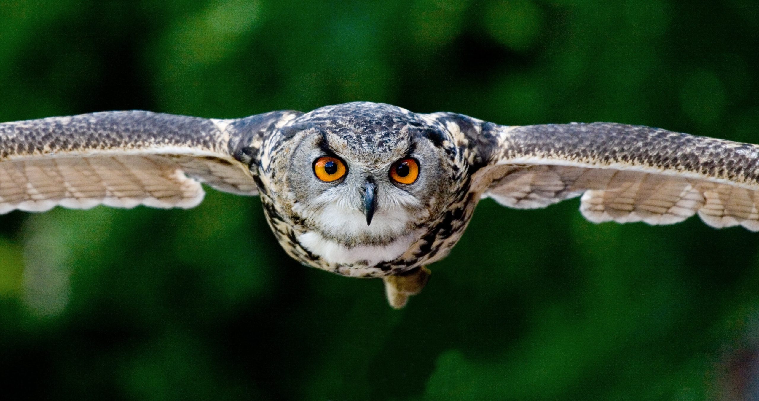 animal-animal-photography-avian-beak-357159