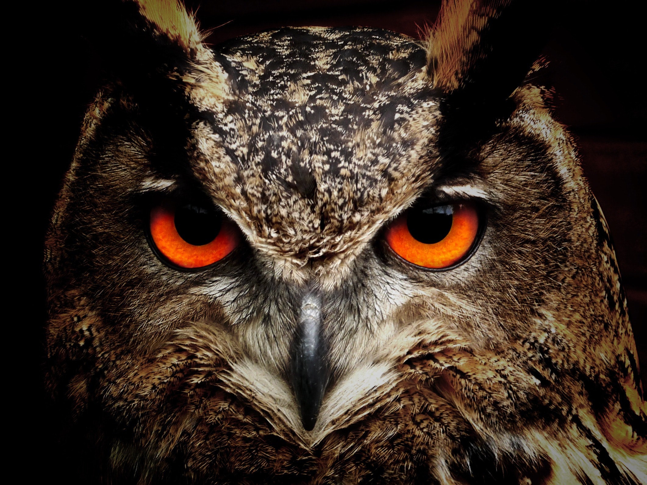 bird-eyes-animals-birds-86596