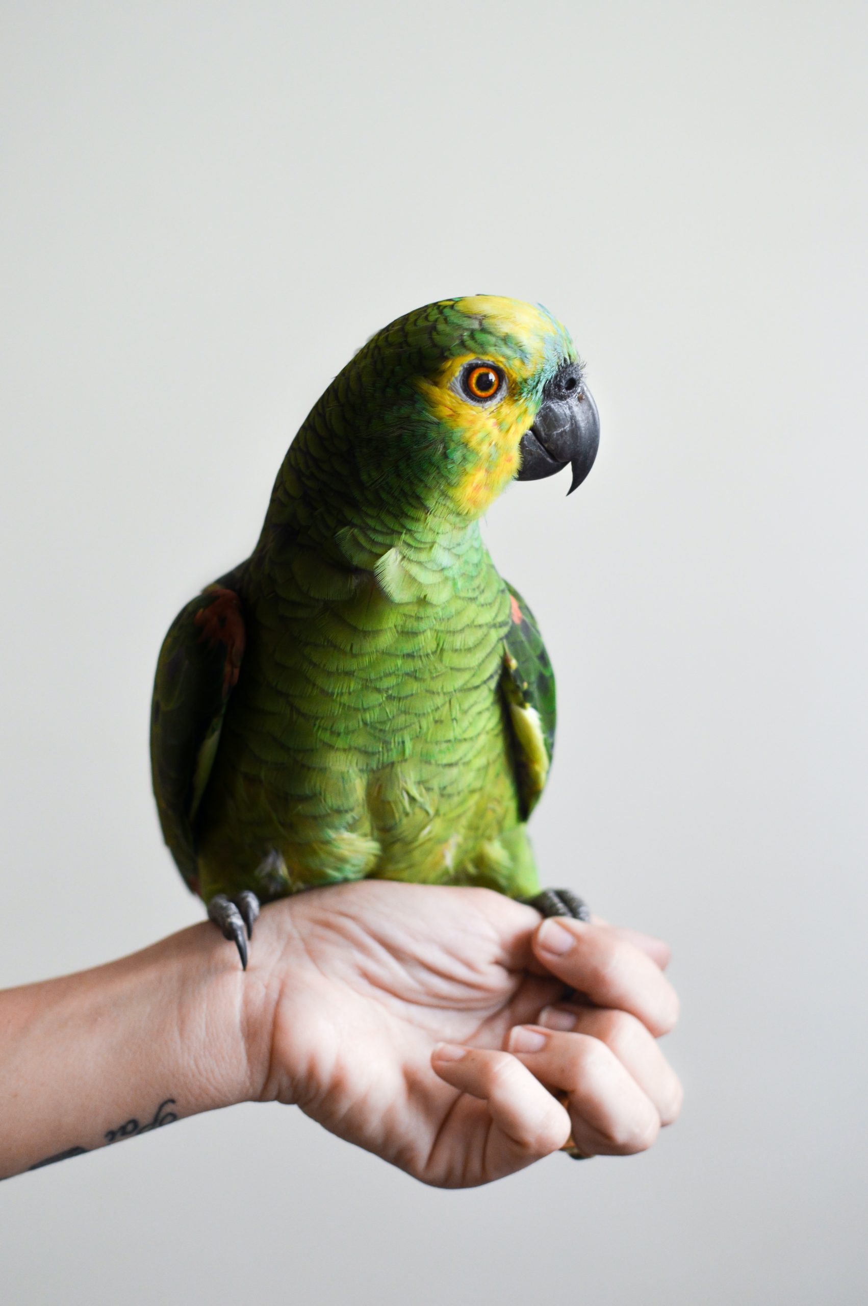bird-pet-animals-birds-56733