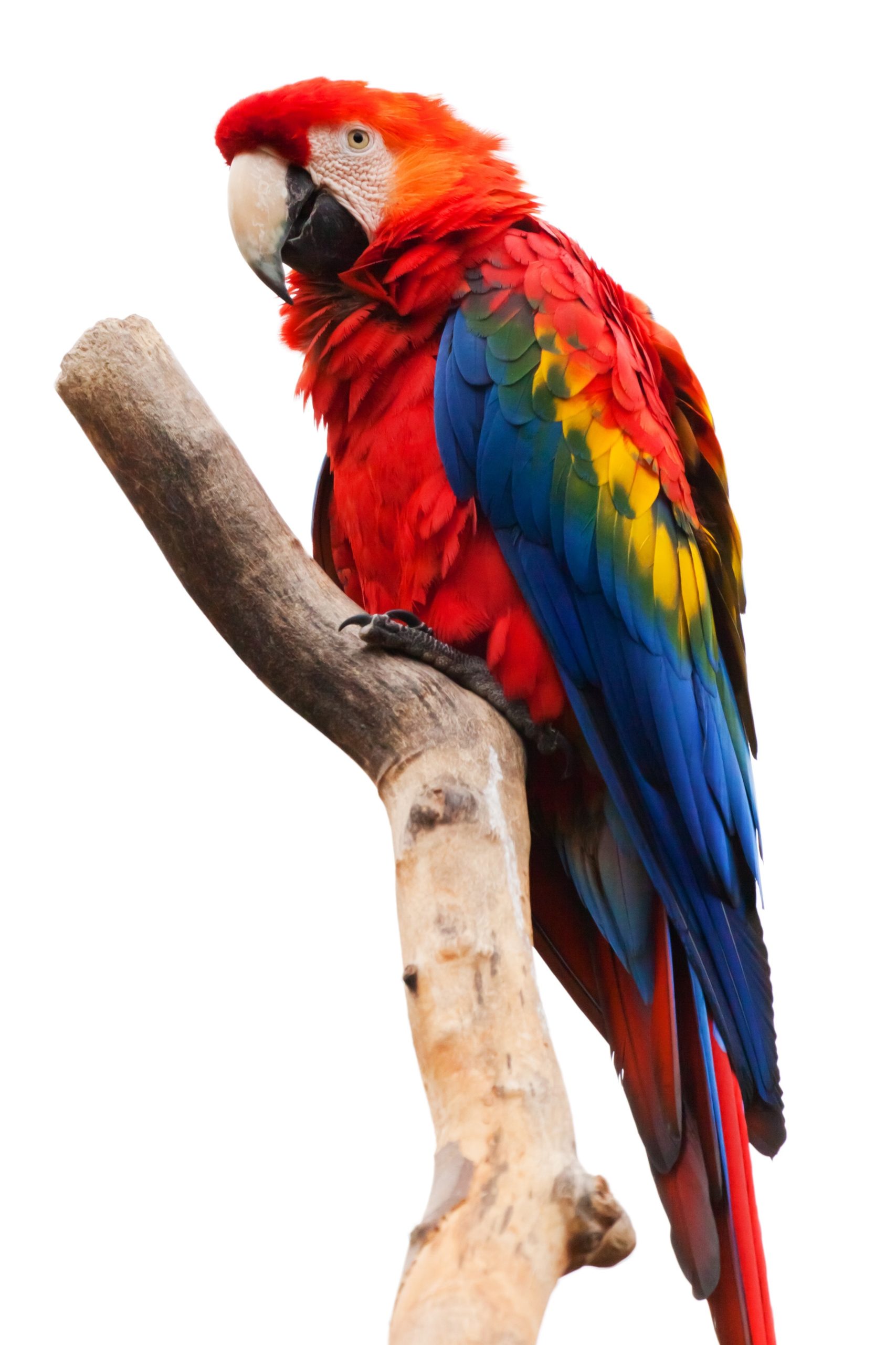 bird-red-animal-colorful-40984
