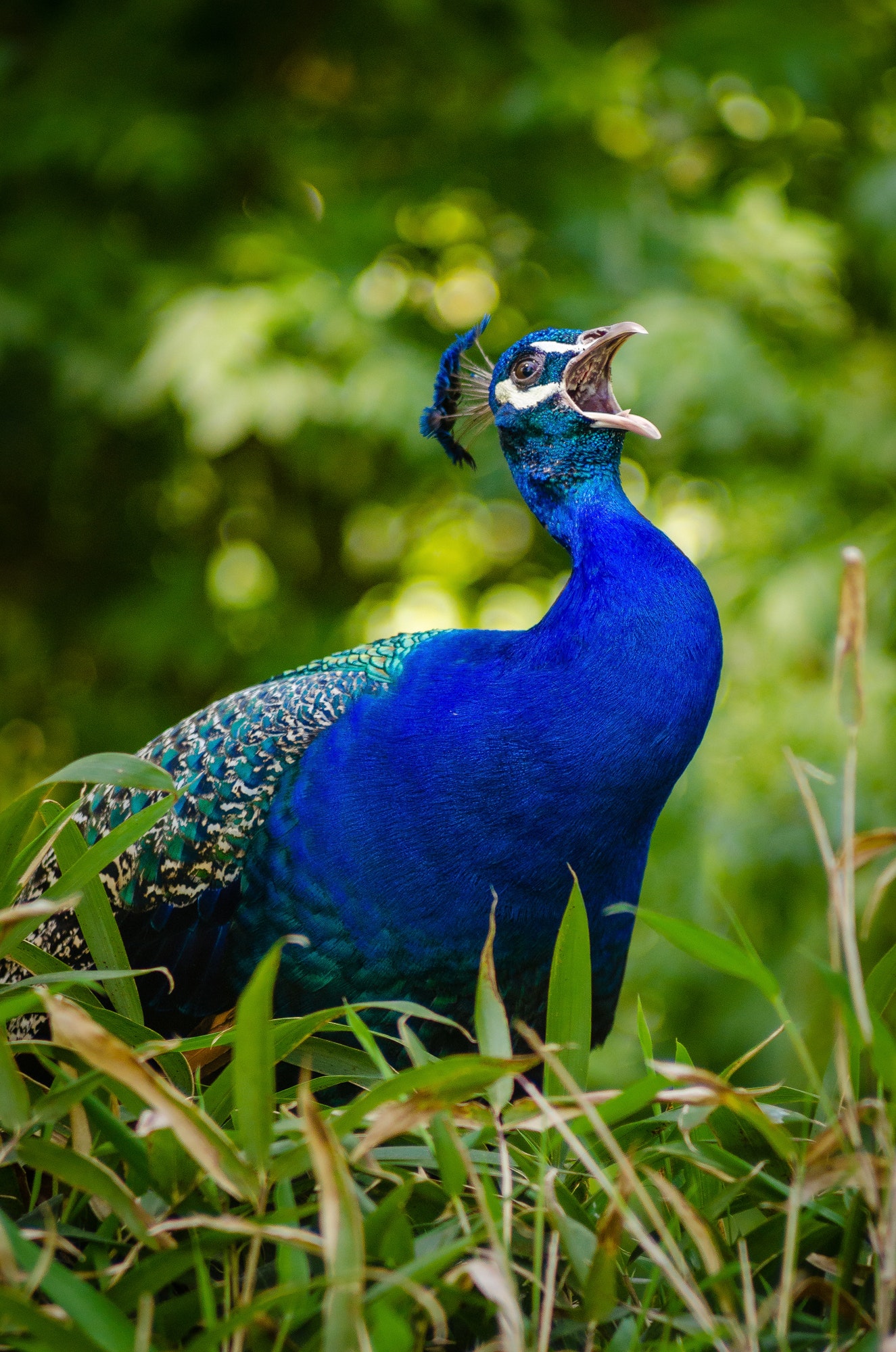 blue-and-green-peacock-on-grass-145897