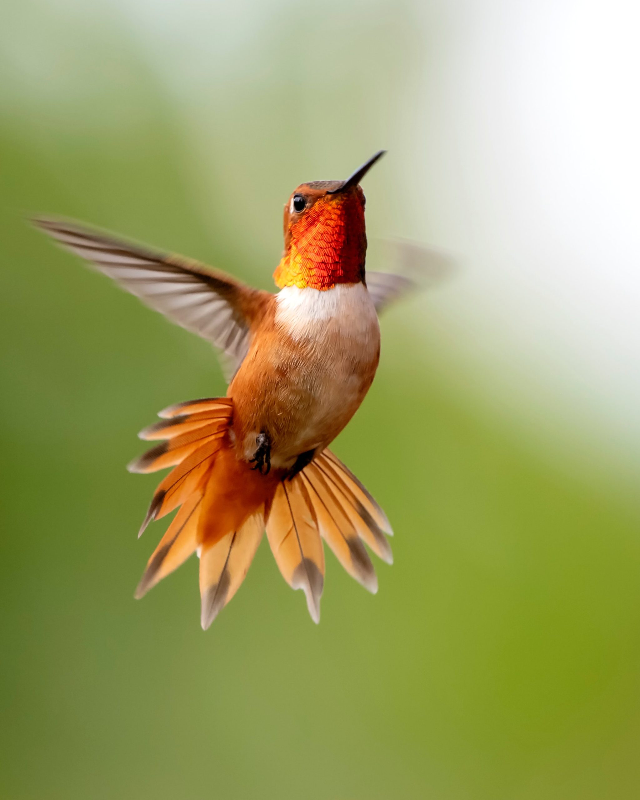 focus-photography-of-flying-hummingbird-2629372