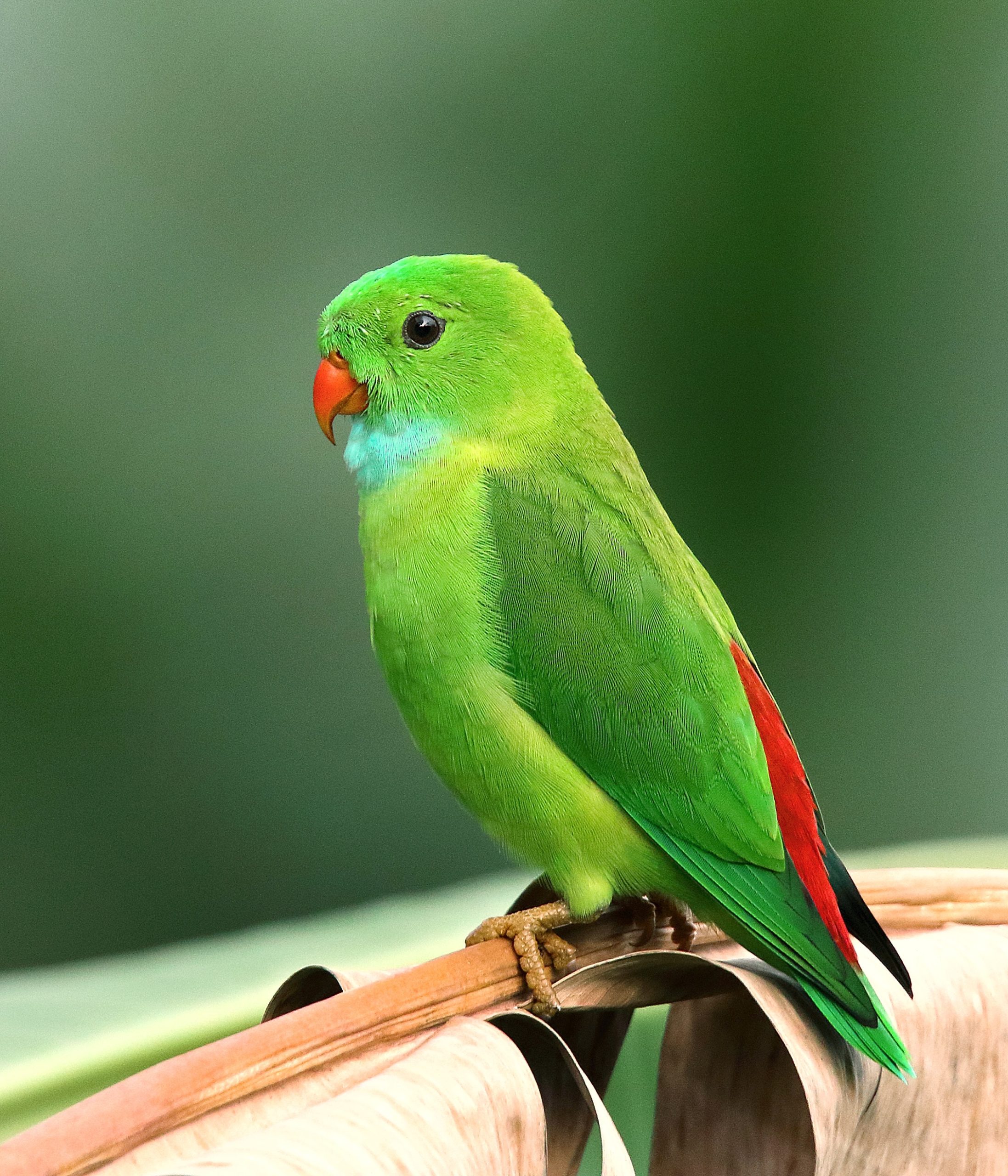 green-bird-1661179