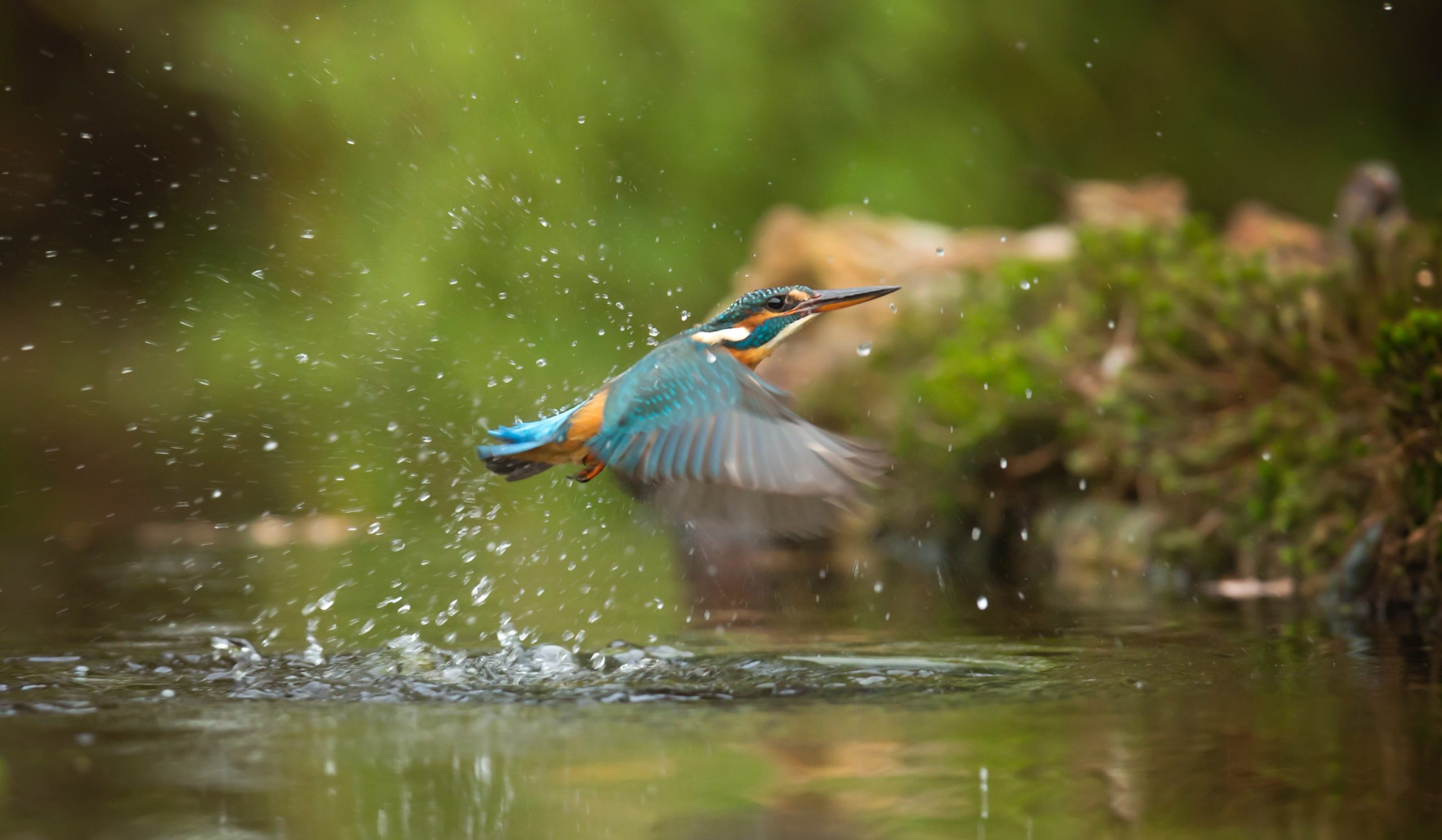 photo-of-common-kingfisher-flying-above-river-733090
