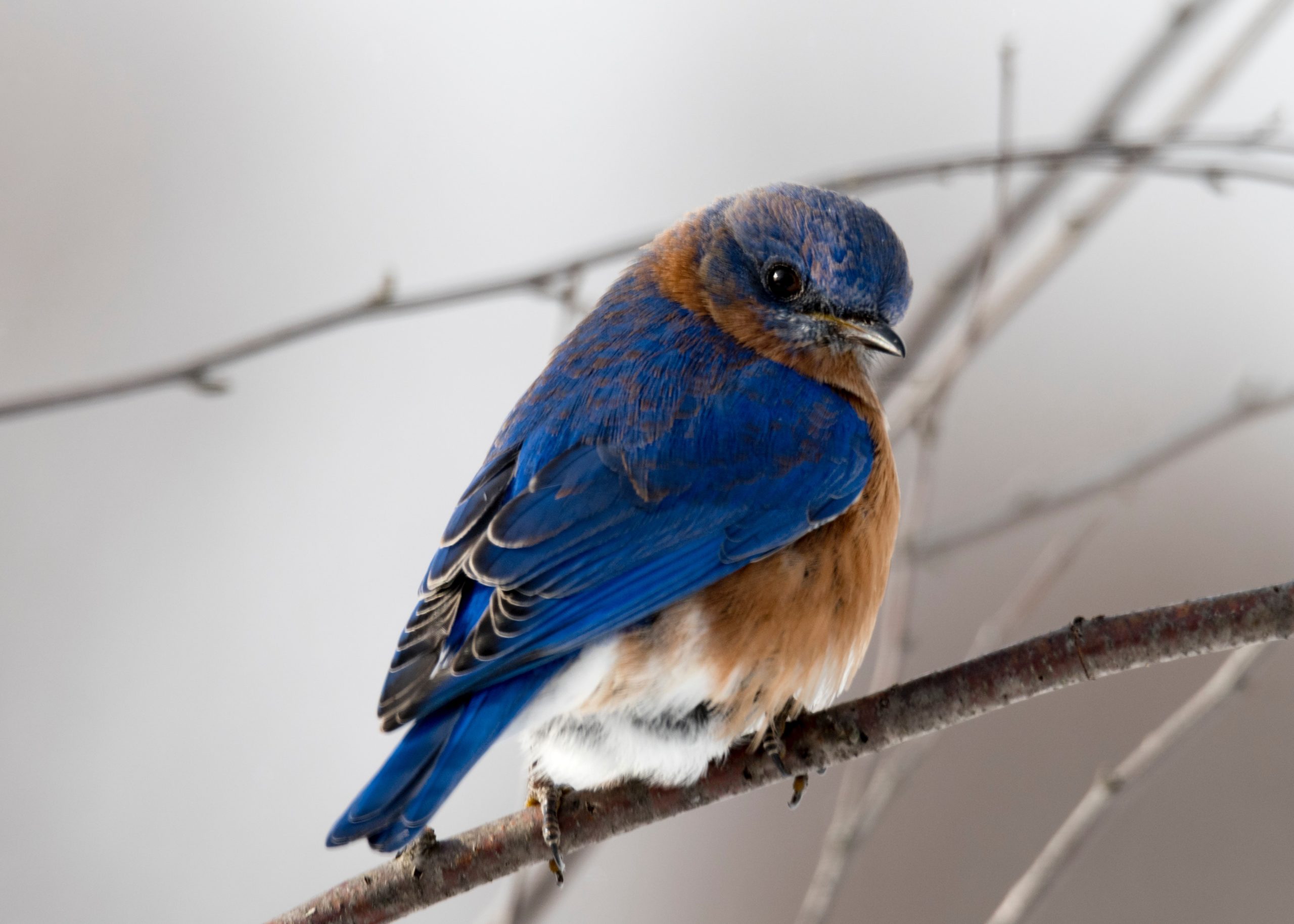 photography-of-small-blue-and-brown-bird-792416