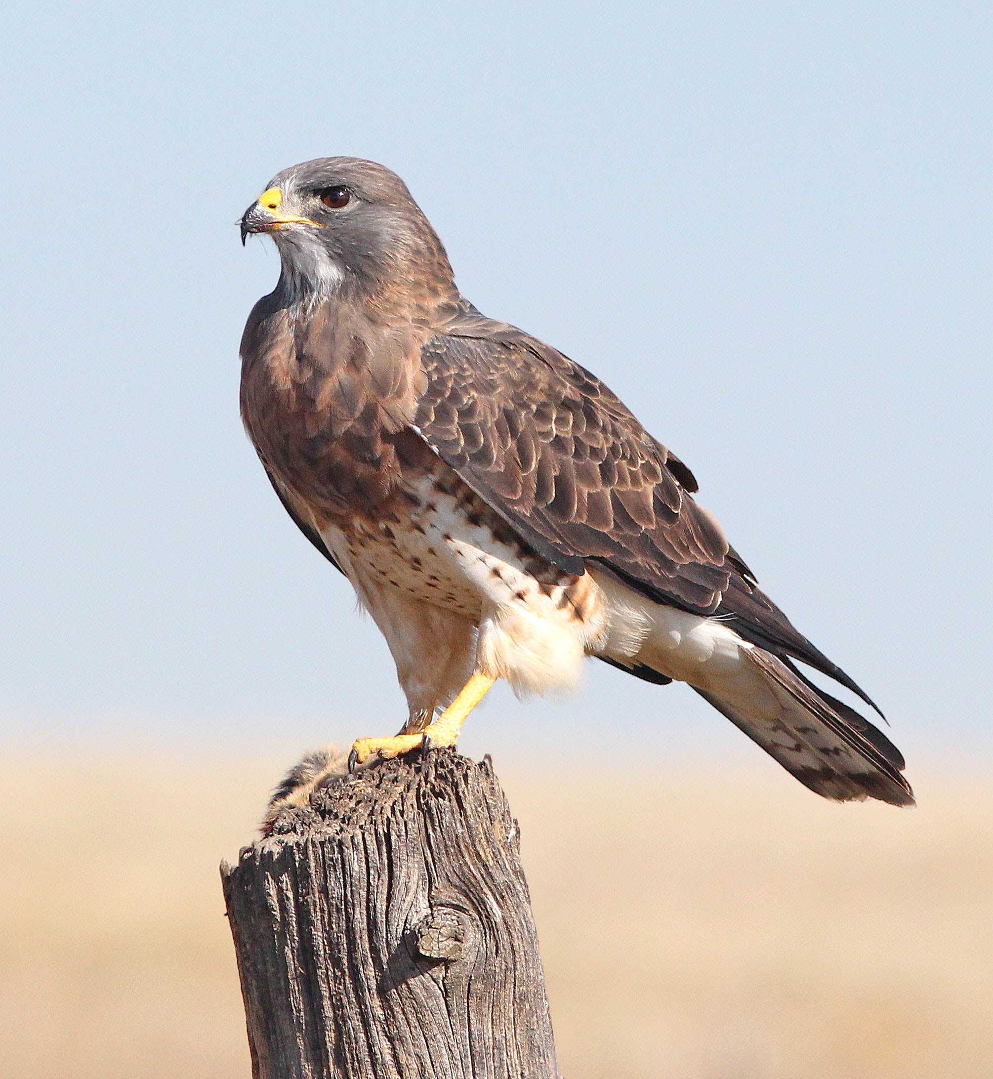 white-and-brown-bird-151511
